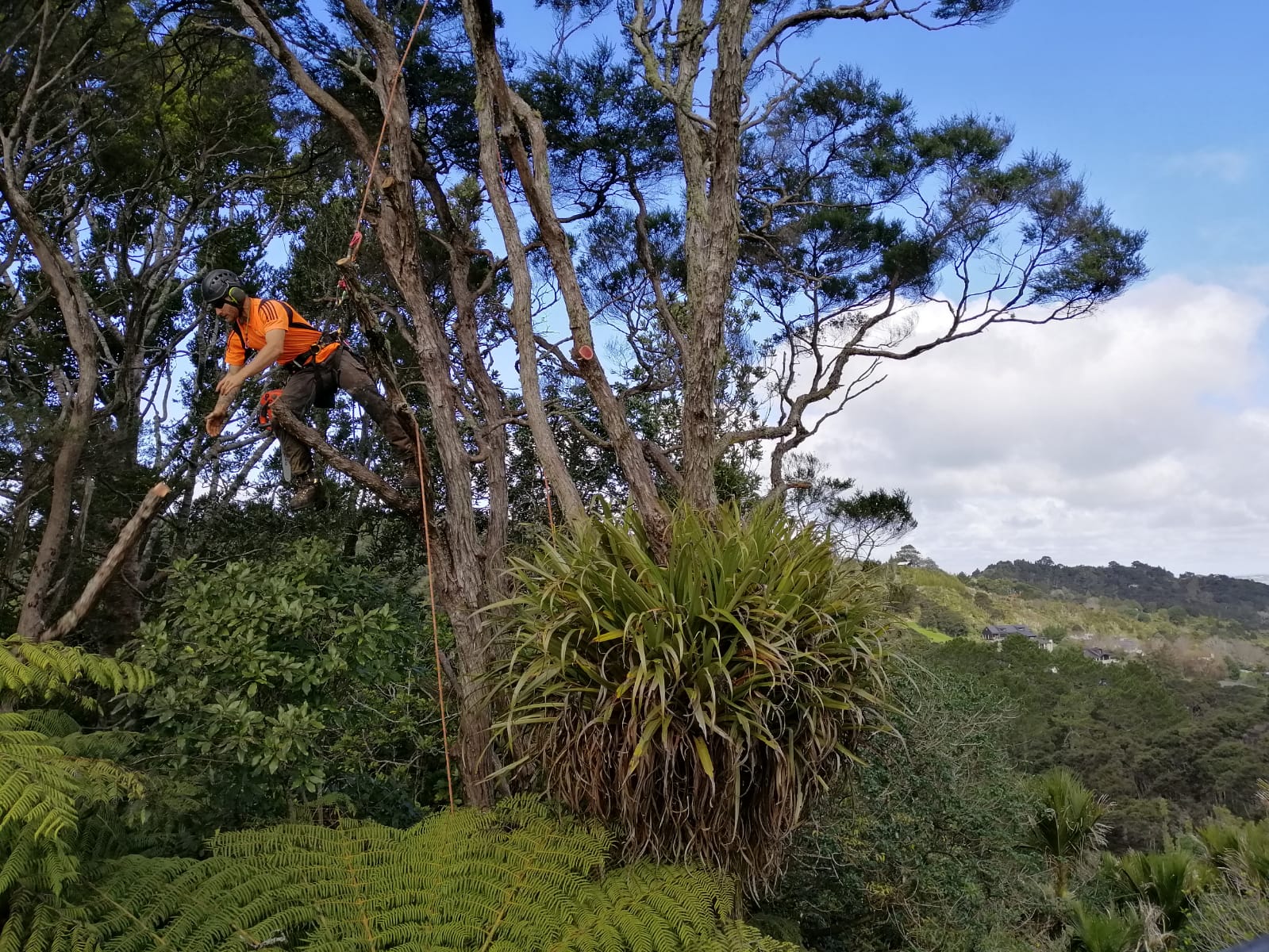 Tree pruning Waipu.jpg