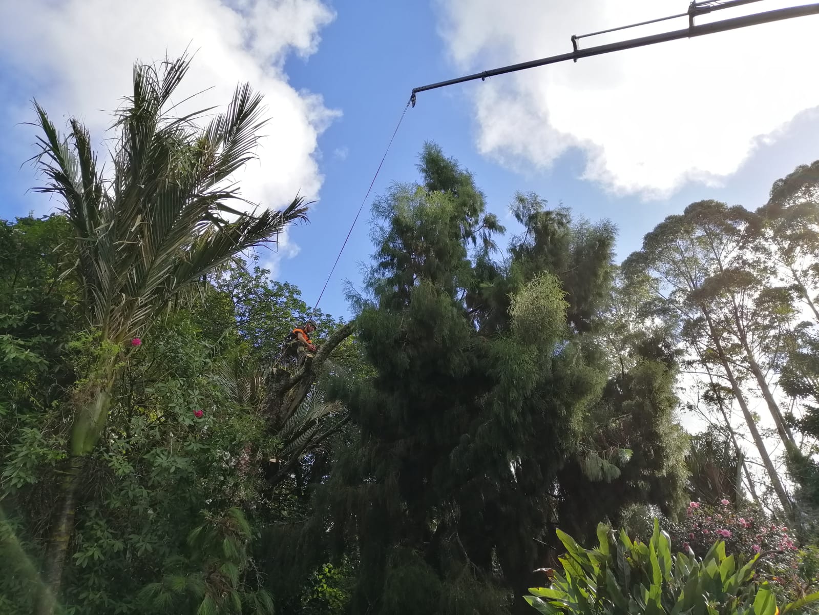 Storm damage tree removal .jpg