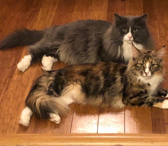 Norwegian Forest Cat Adoption: Norwegian Forest Cat Kittens for