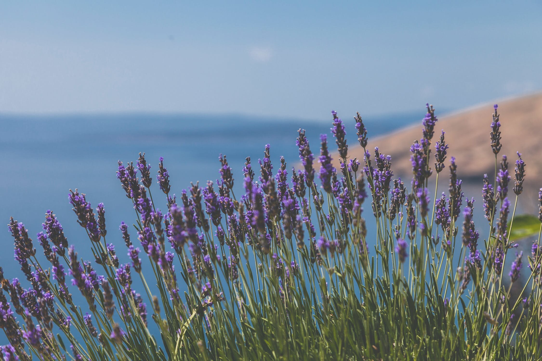 lavender and ocean.jpeg