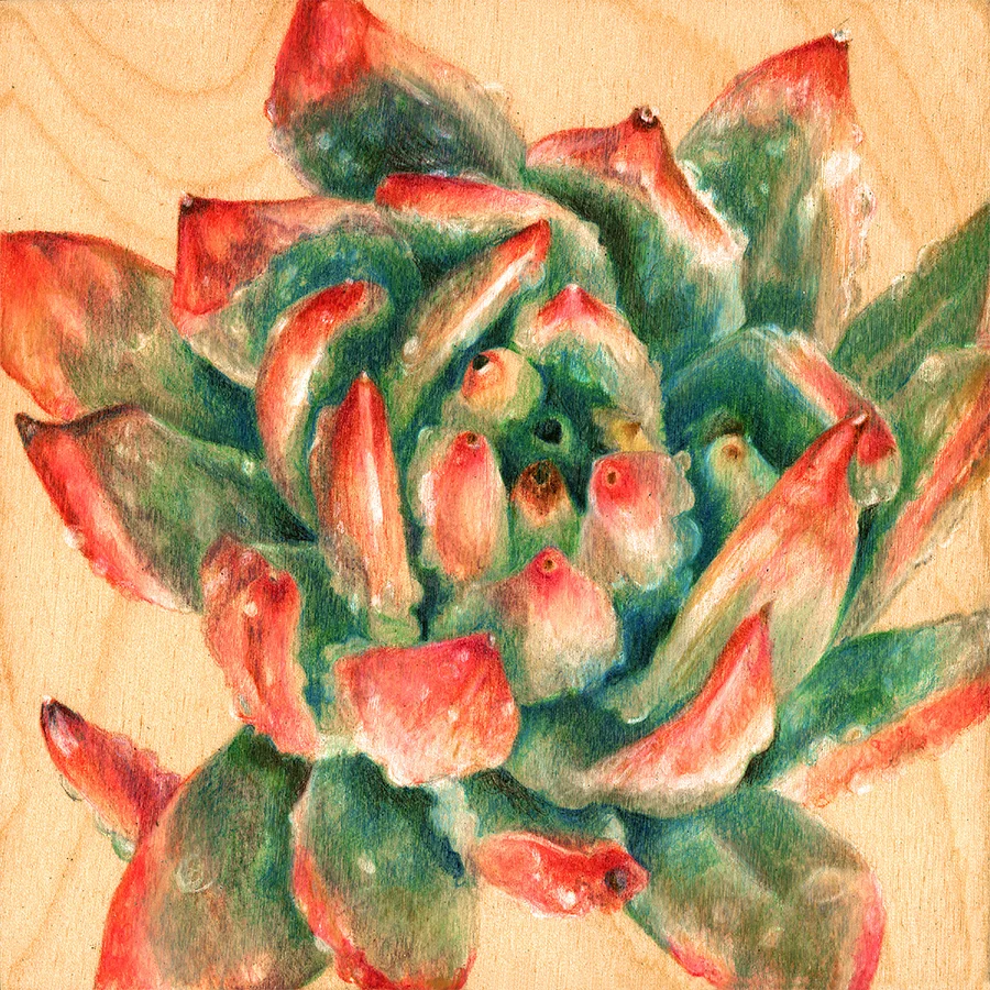 echeveria red 3x3 copy.jpg