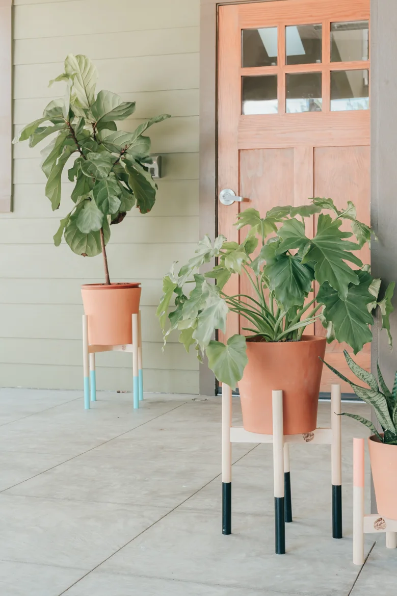 71-modern plant sands fiddle leaf fig front door.jpg