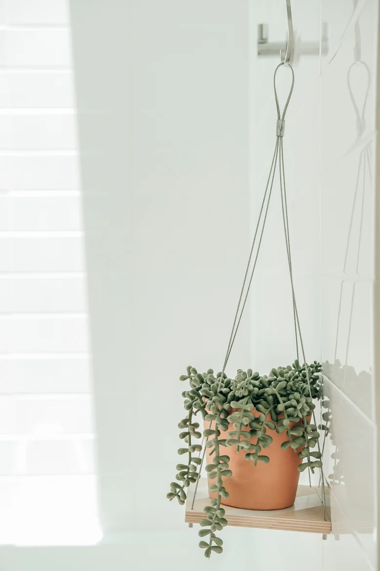 care philodendron hope outdoor Philodendron selloum 'Hope'