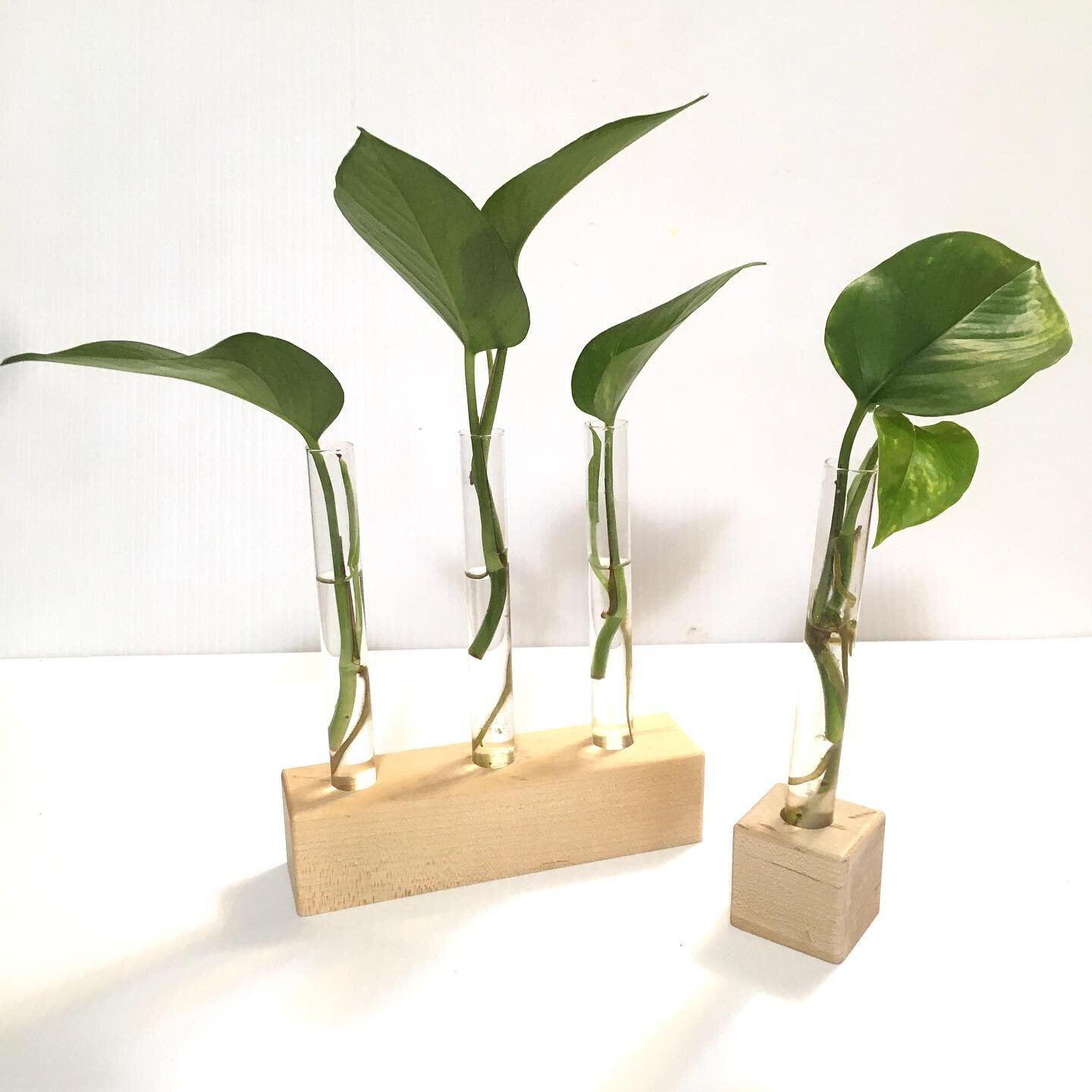 Petite propagation stations to fit anywhere even hang it on the wall! 
.
.
#propagationstation #goldenpathos #greeninspiration #propagate