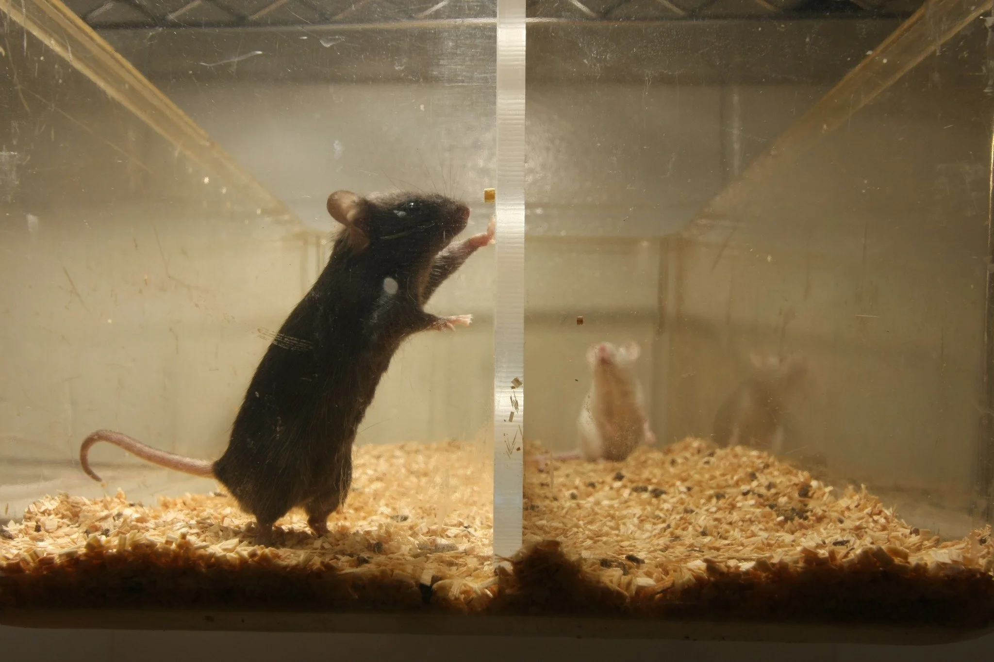 CSDS mice seperated.jpg