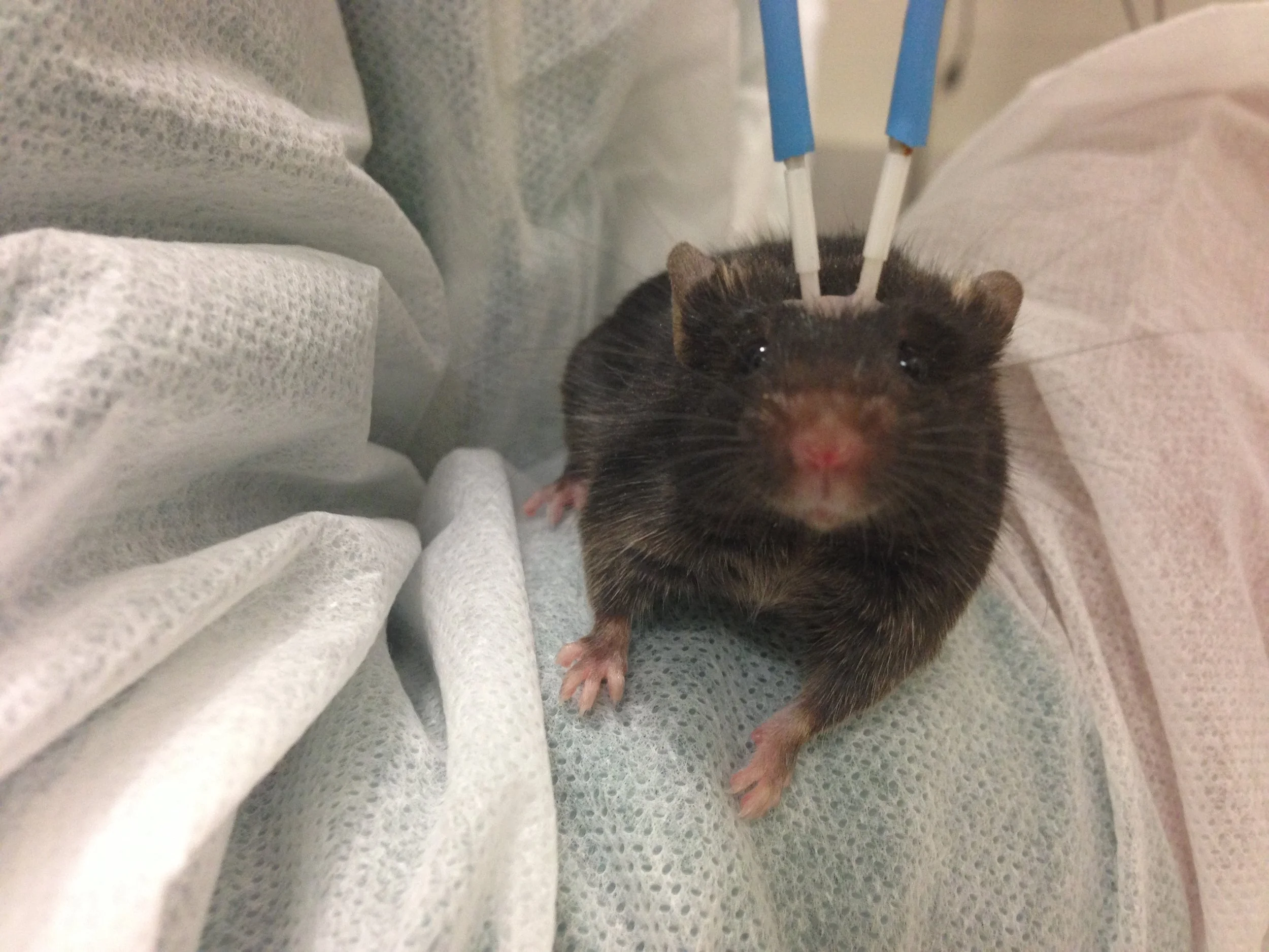 Facing camera1_close.JPG