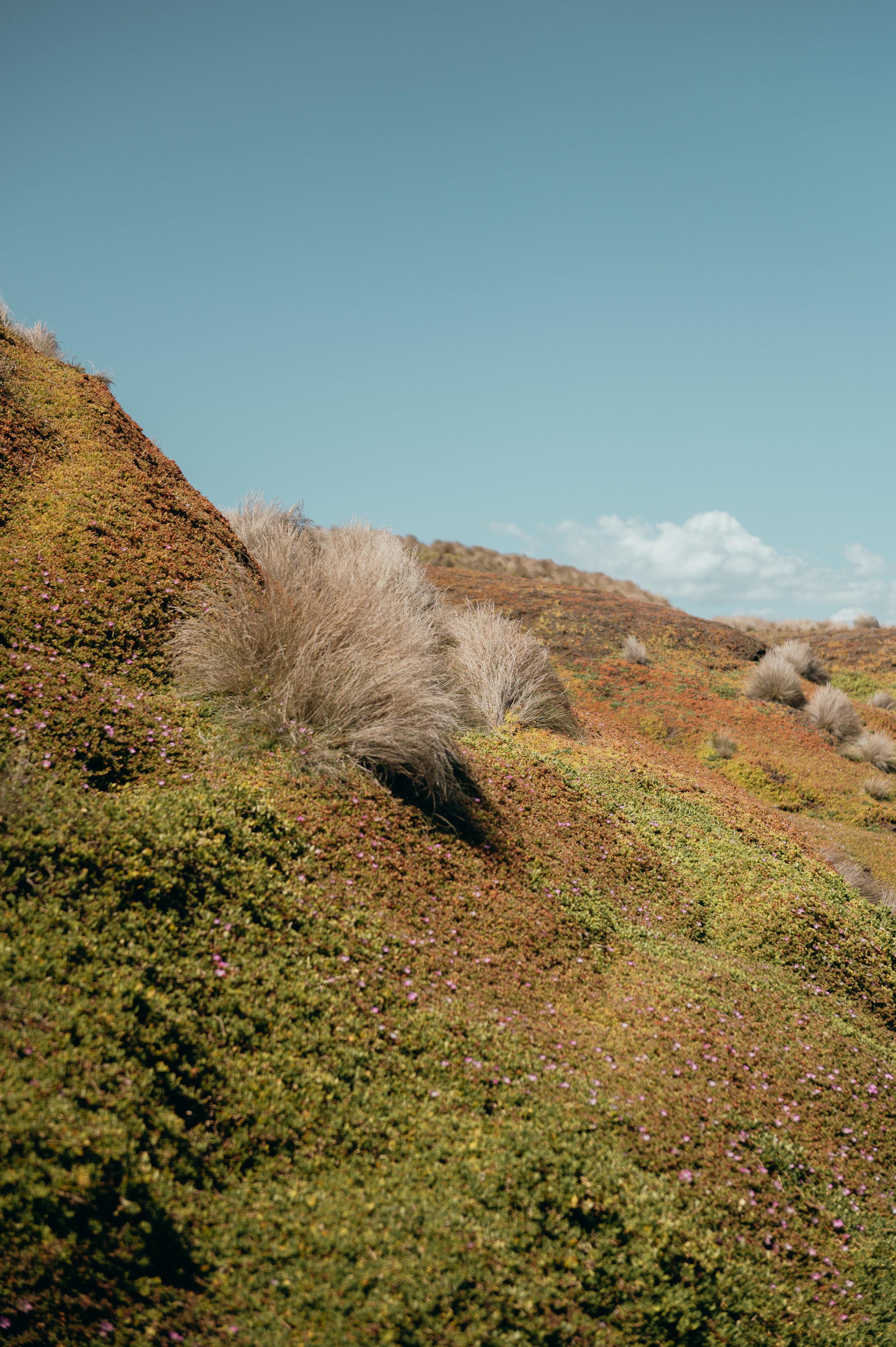 Phillip Island Print-1.jpg