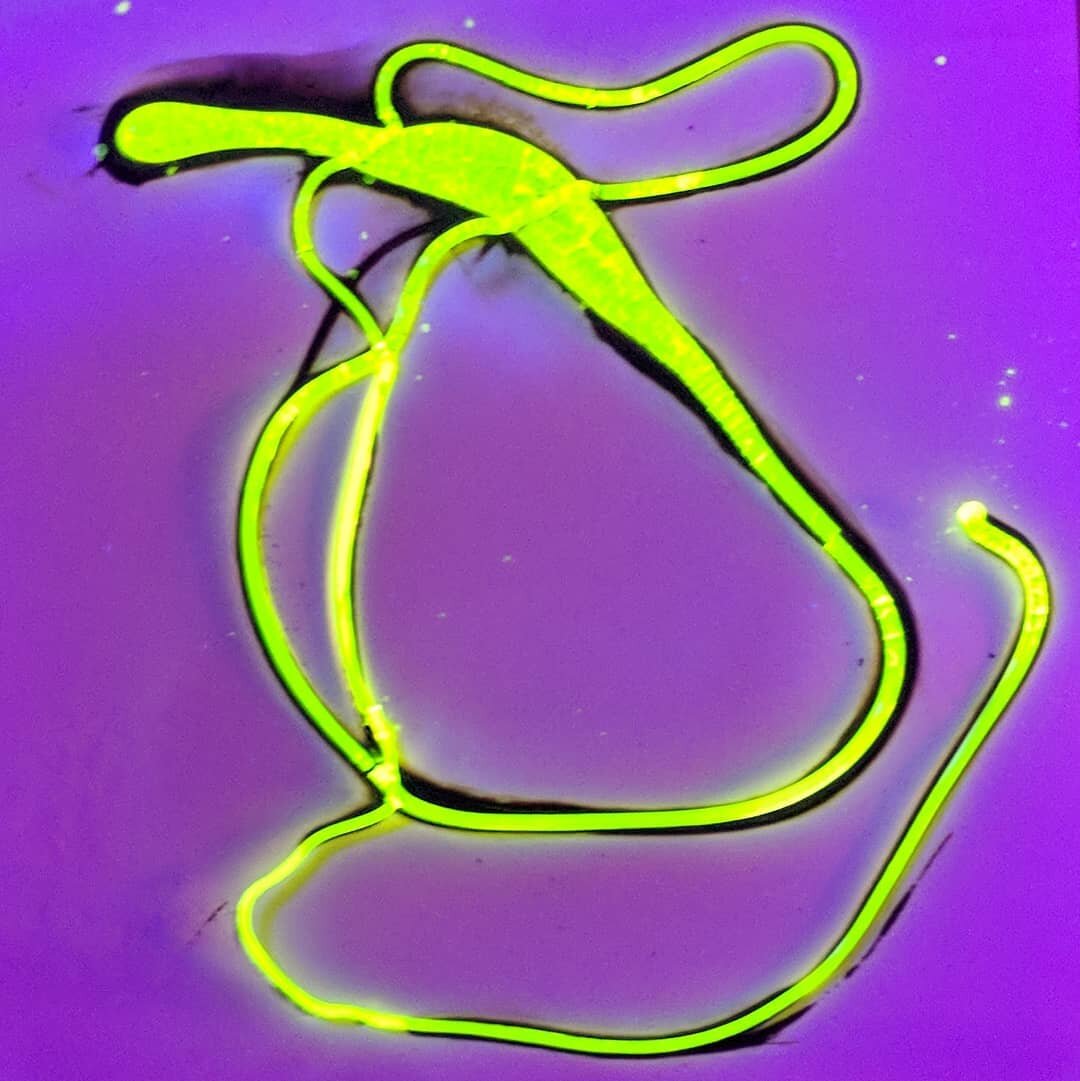 Second of the pyrographs in uranium green.  These are filmed under a UV cannon,. Thanks to @ewalkerglassart for the advice :) worked a treat,  This is part of a project with @theordereduniverse for a presentation in Nappa lighted festival  that I'm d