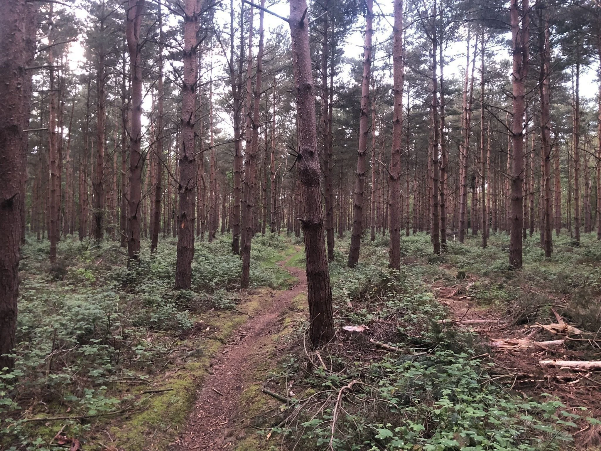 tunstall forest.jpg