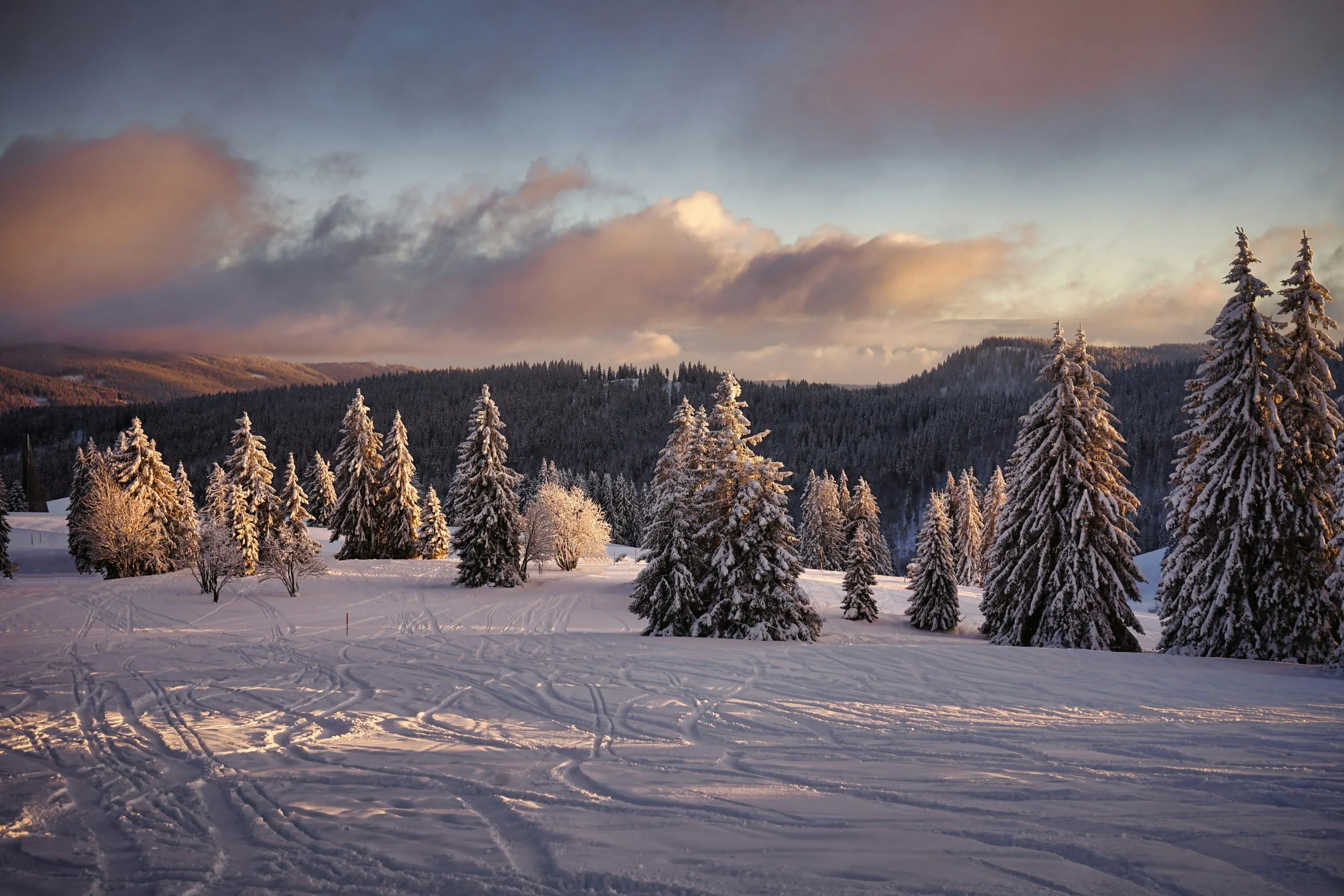 Snow-covered fir trees and mountain scenery in Germany's Black Forest during winter.