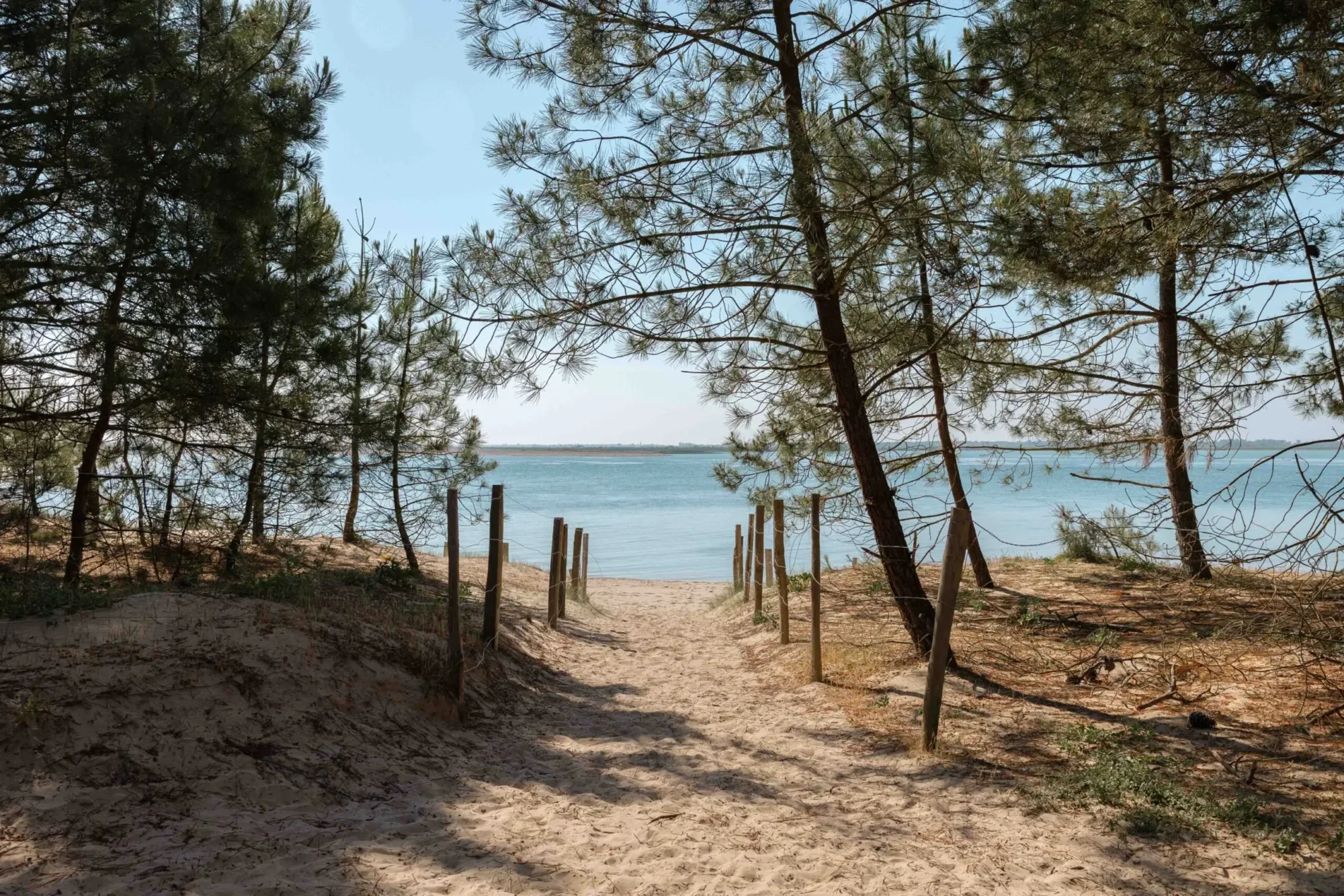 Sandy path through pine trees opening onto a quiet Atlantic beach in southwest France in Île de Ré