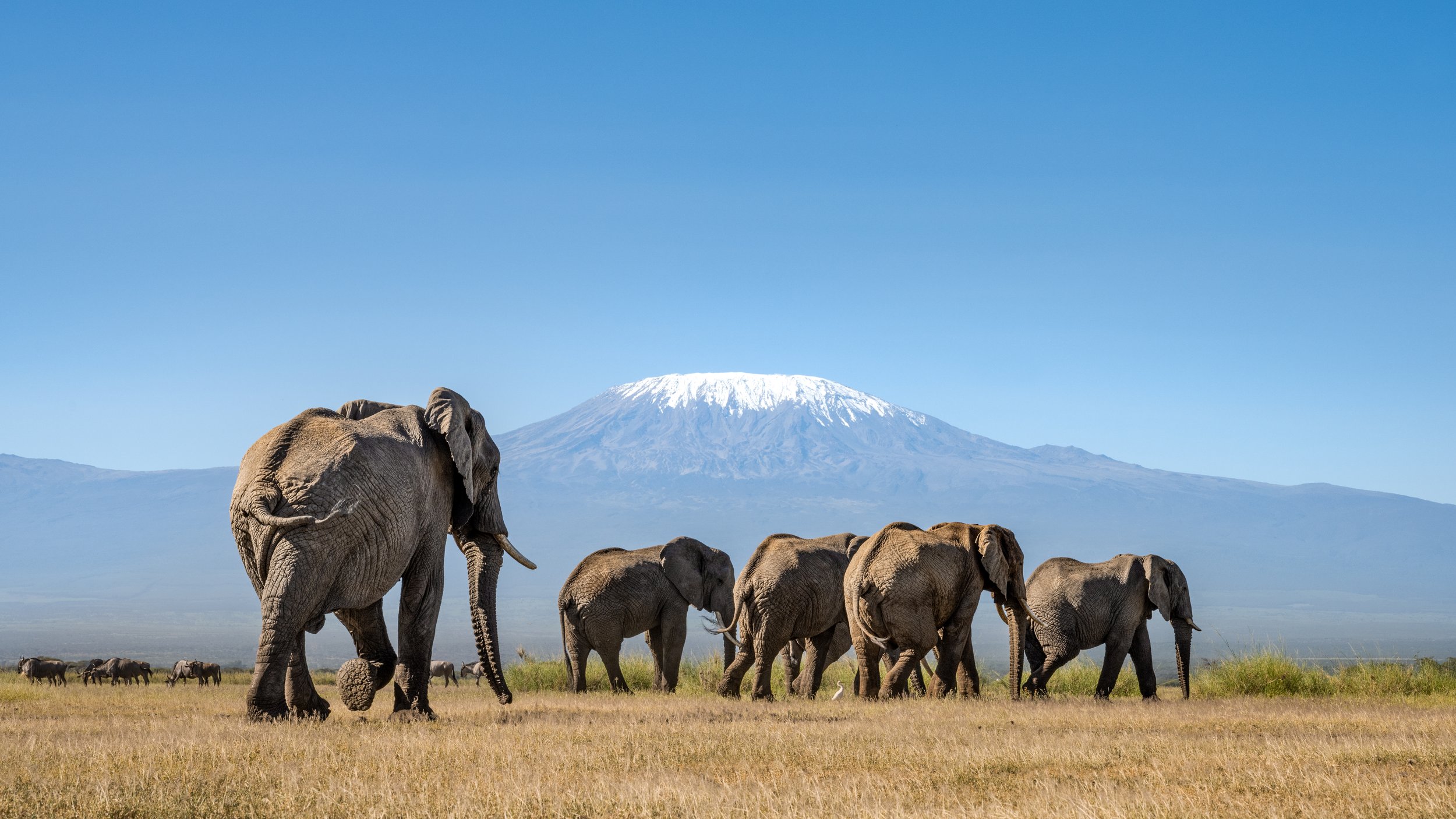 Angama Amboseli elephants Mount Kilimanjaro.jpeg