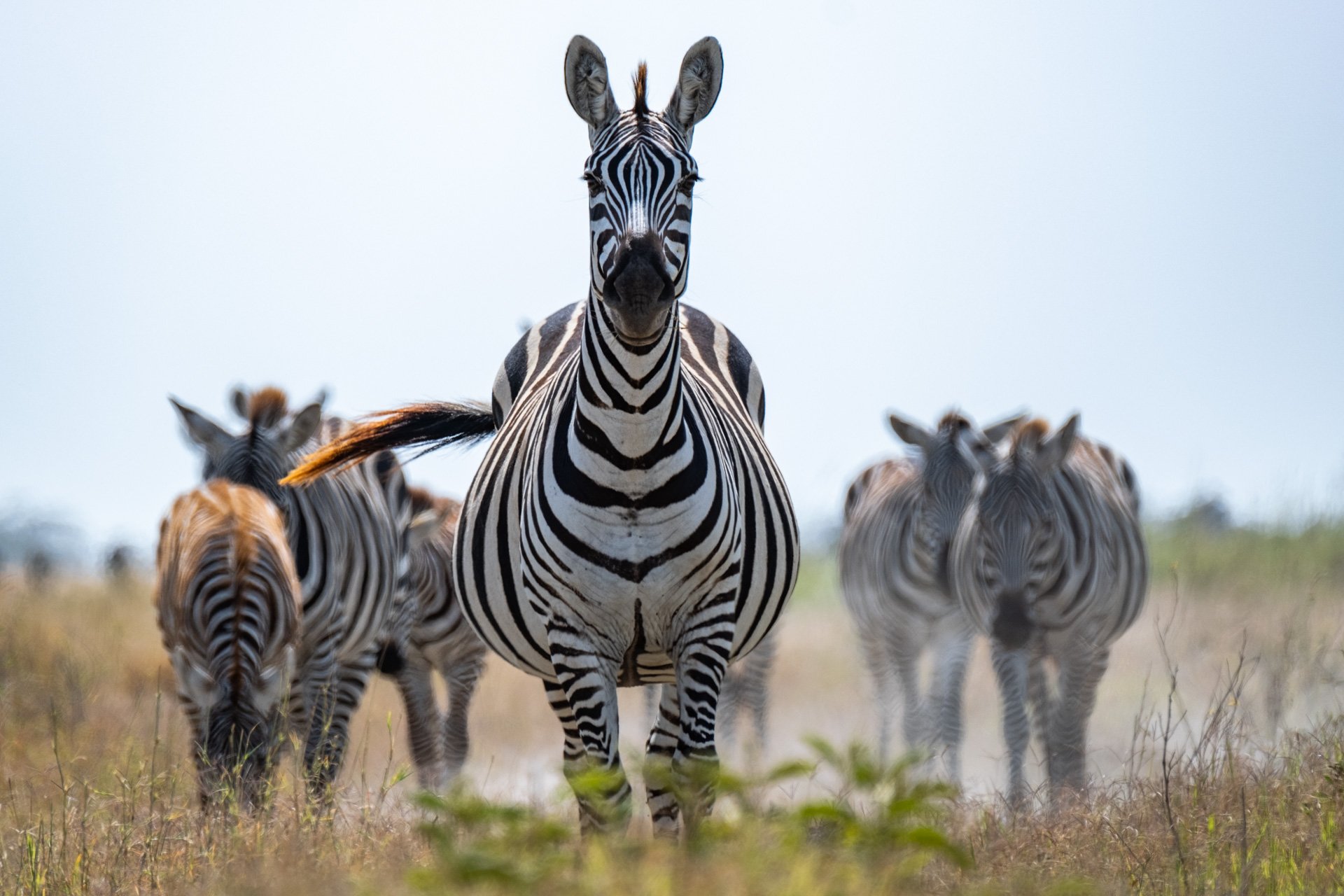 Angama Amboseli - zebra.jpeg