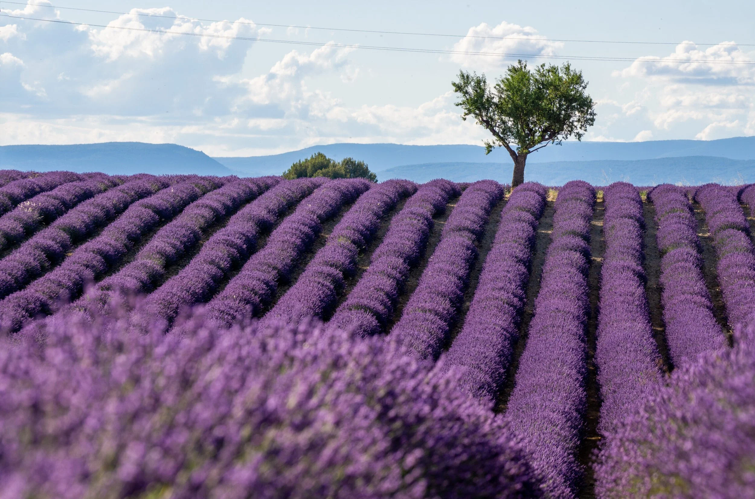Lavender fields, rolling hills and trees in Provence, France