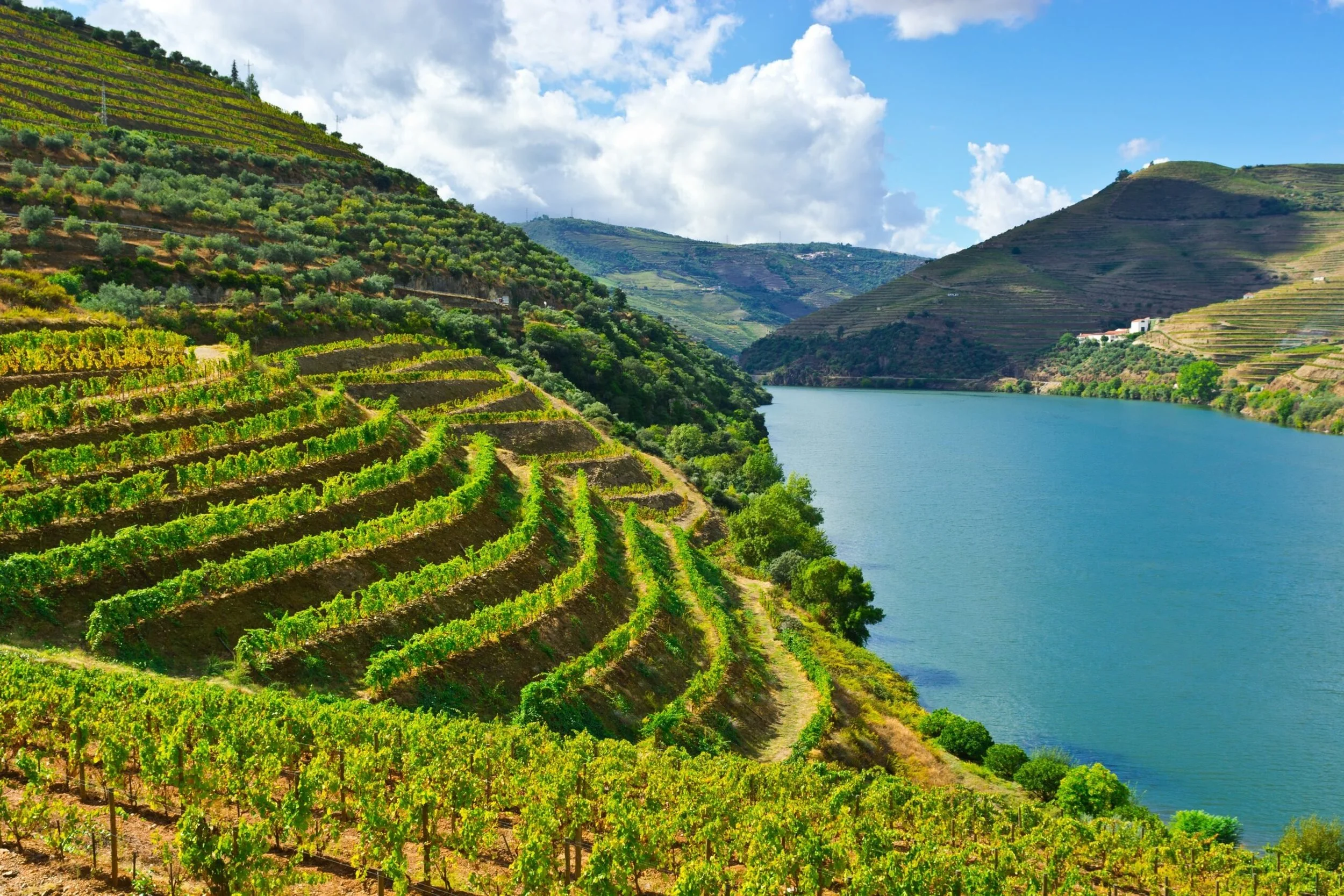 Vinyards and wine tasting in the Douro valley, Portugall