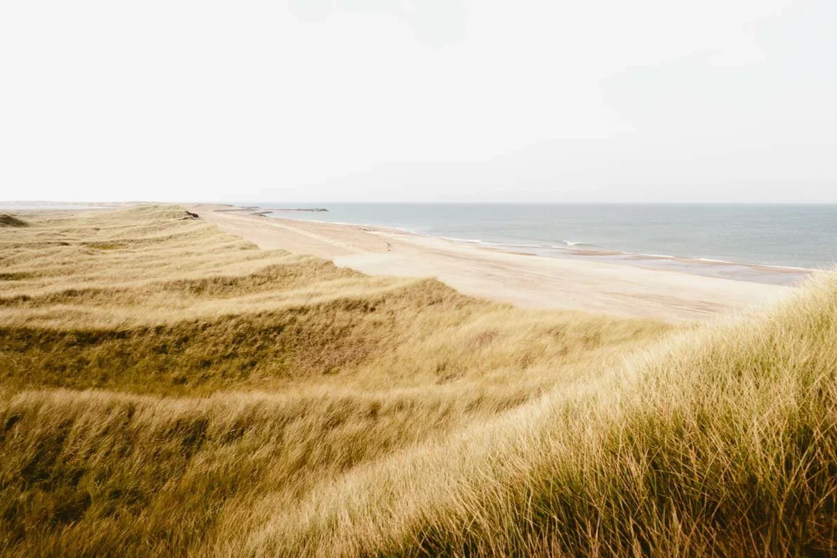 Wind-swept sand dunes and long coastal grasses along Denmark’s North Zealand coastline under soft summer light