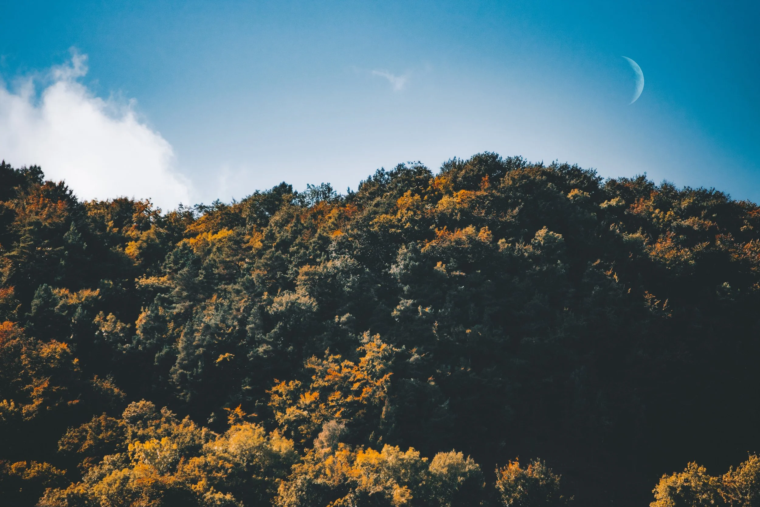 daylight-fall-forest-1438381.jpg