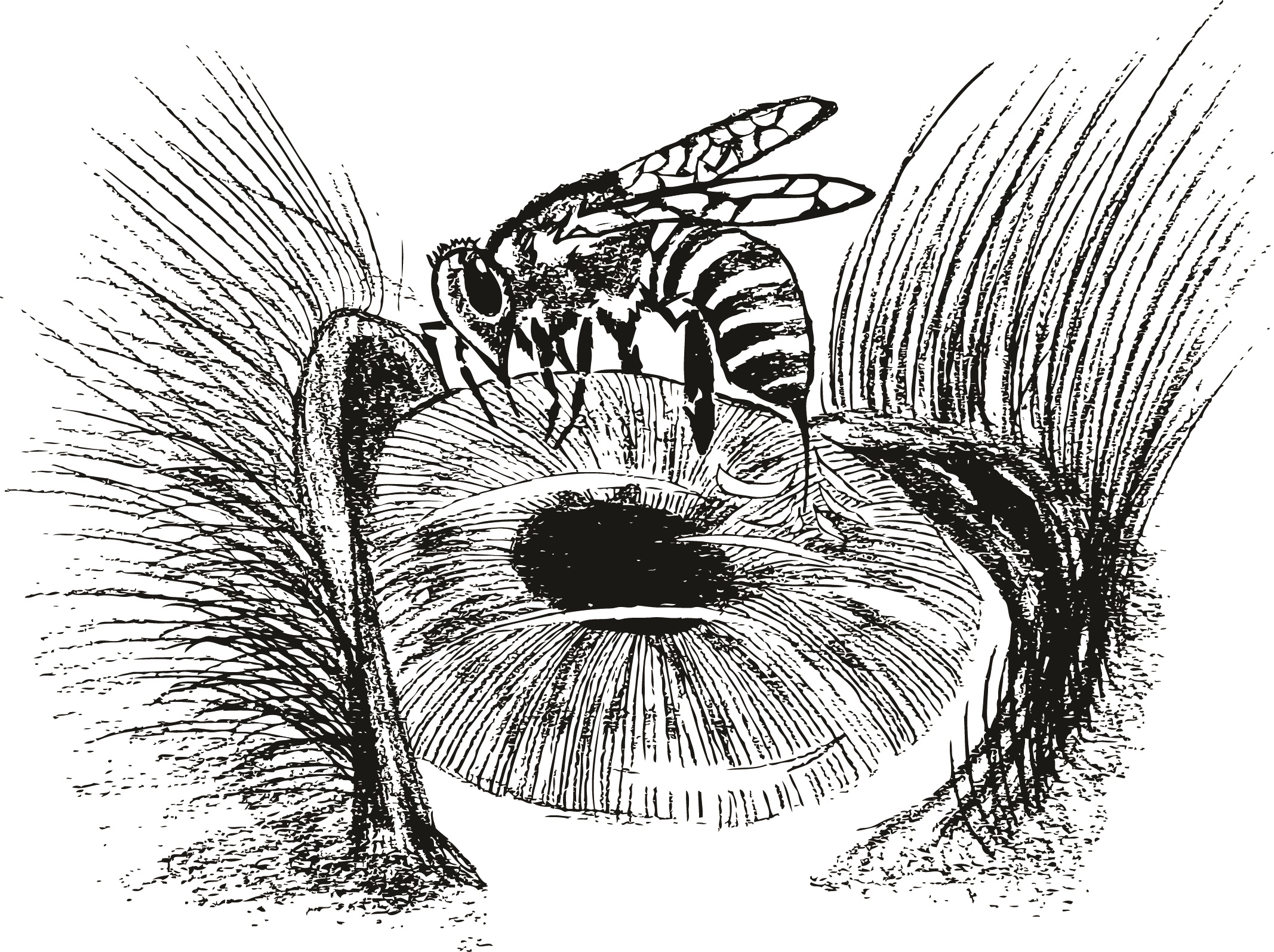 Lanky Legs - Wasp on Eye.jpg