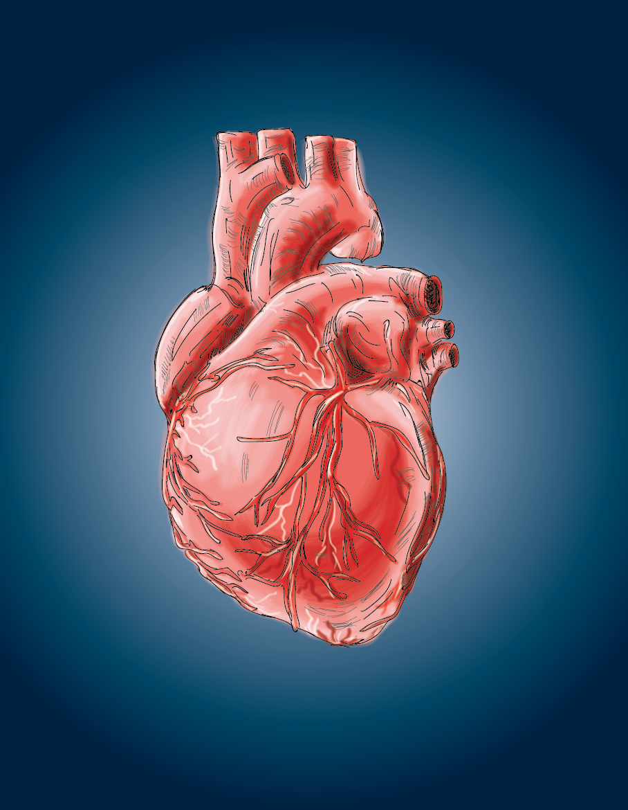 human heart, made for blood- and organ donor awareness campaign. purchase in shop