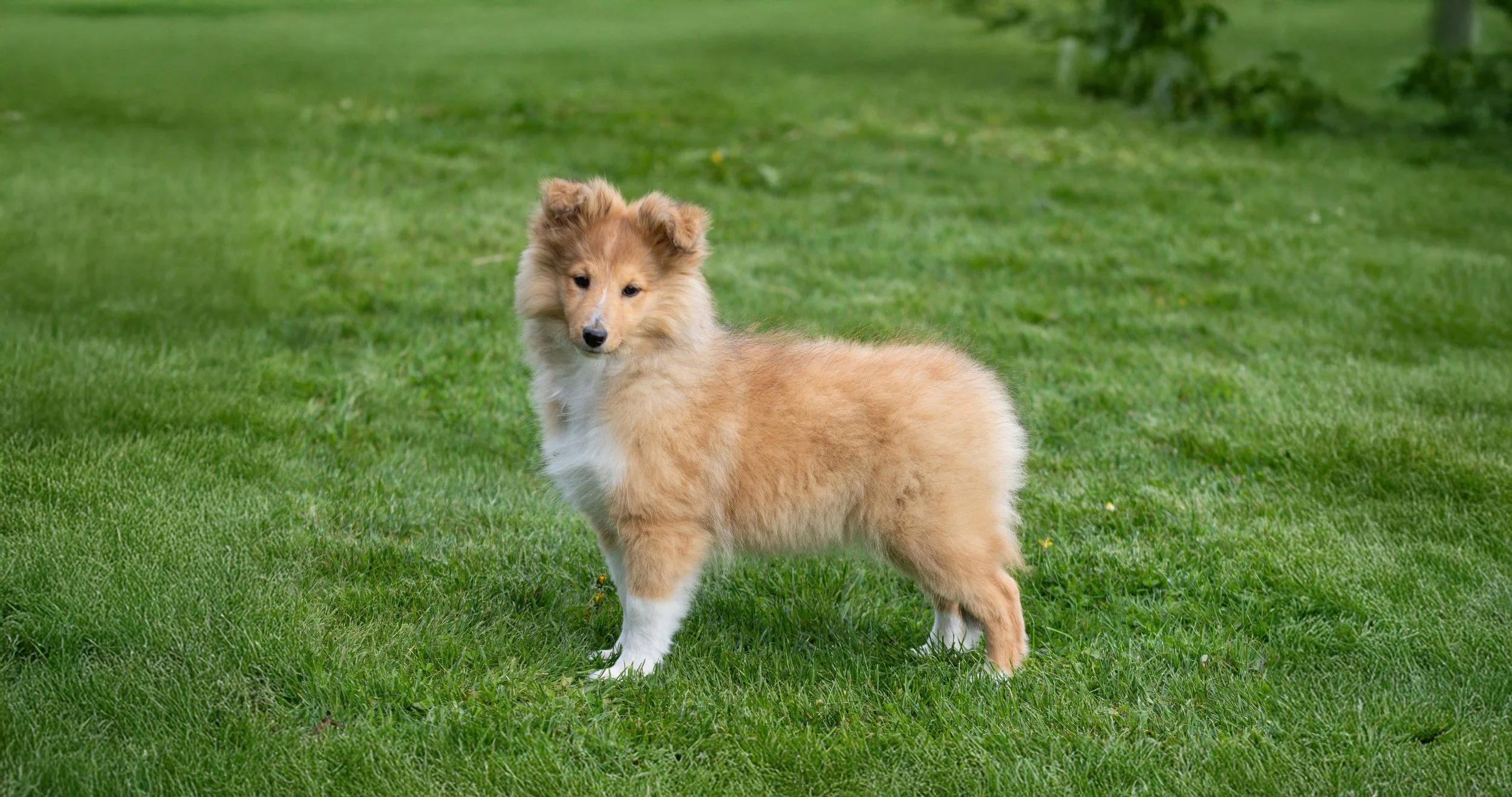 Chesslike Attraction 3m banner.jpg