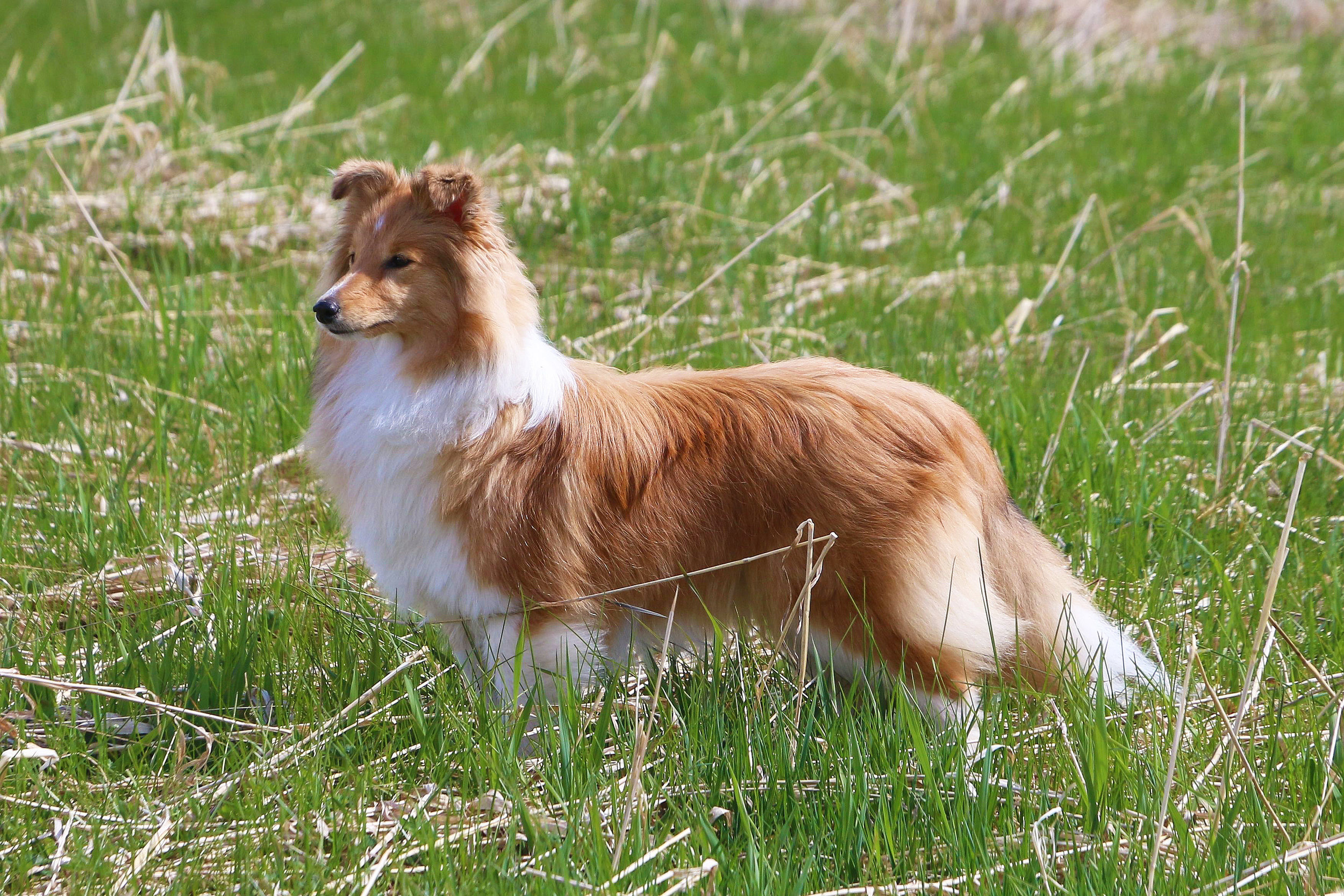 Chesslike Hole in One banner.jpg