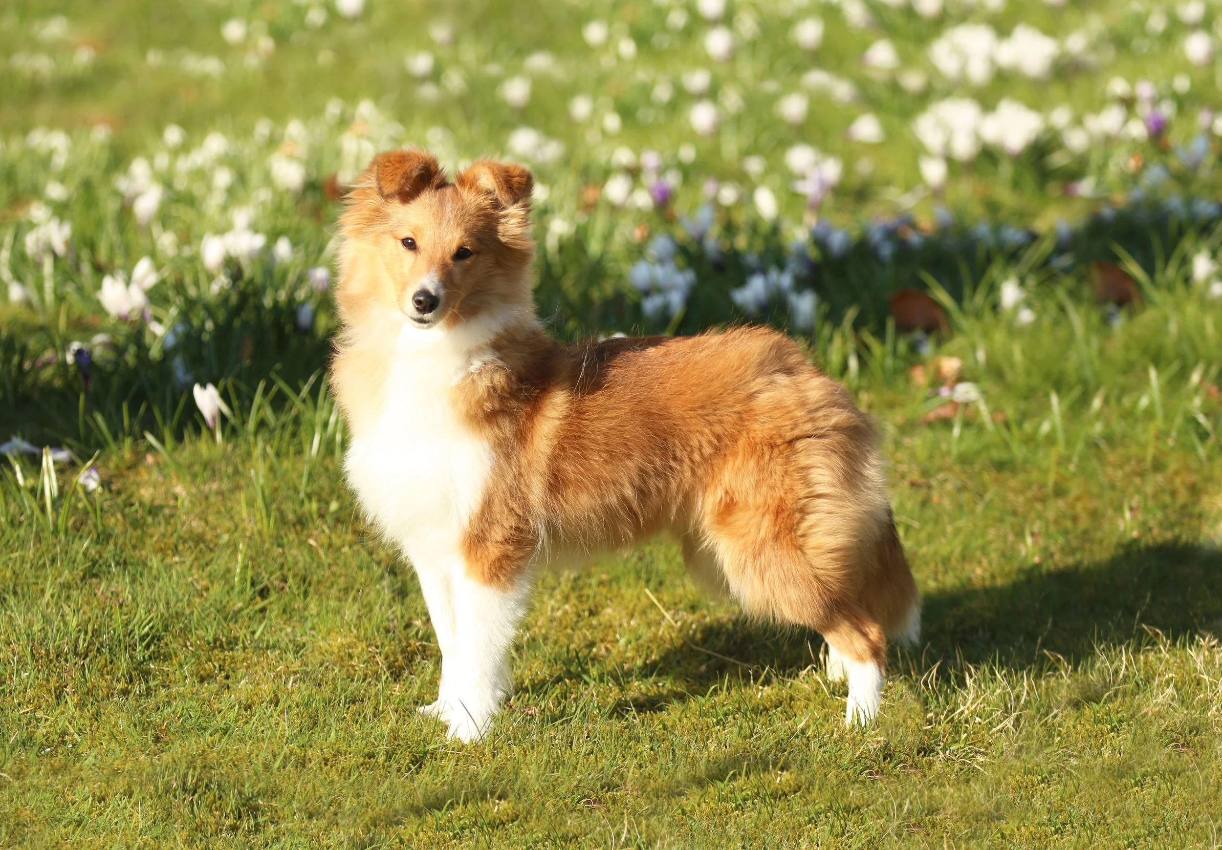 Chesslike Lara's Theme banner.jpg