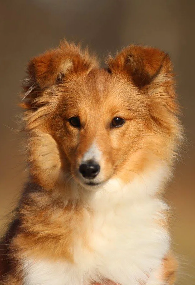 Chesslike Lara's Theme (1).jpg