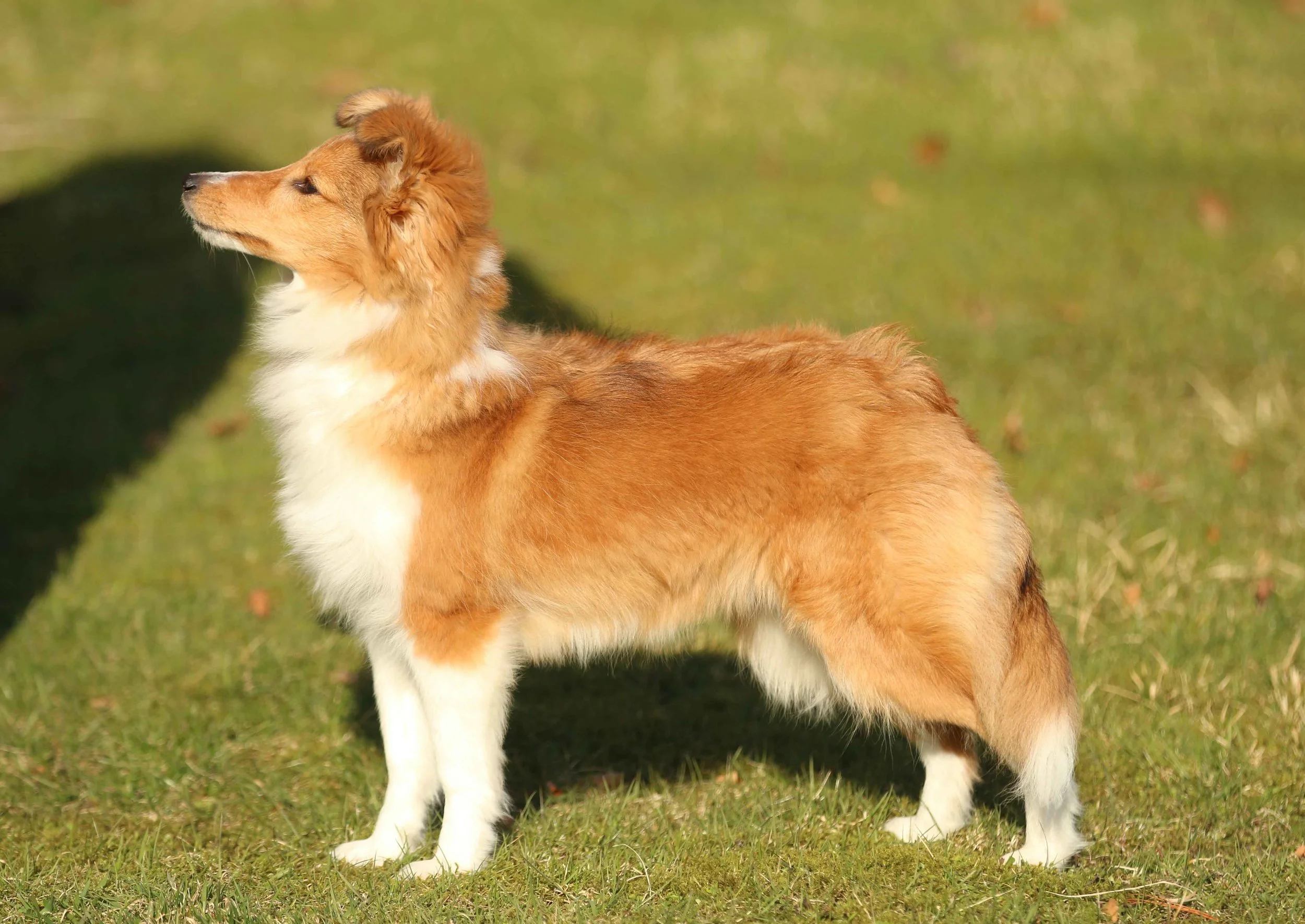 Chesslike Lara's Theme (2).jpg