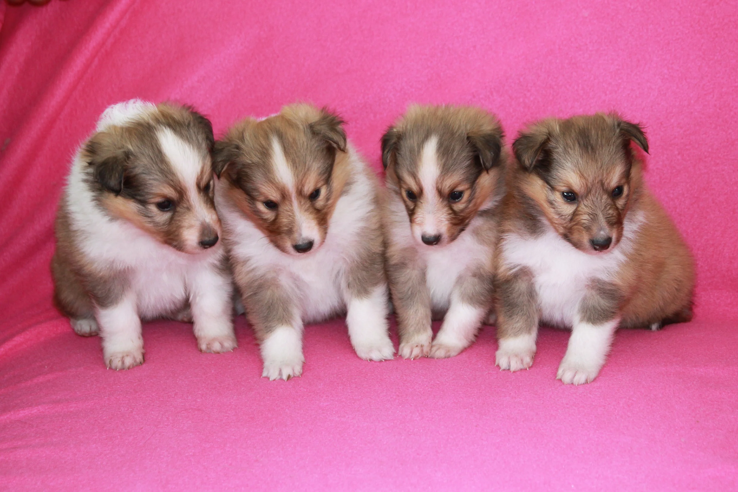 Chesslike C-kull banner.JPG