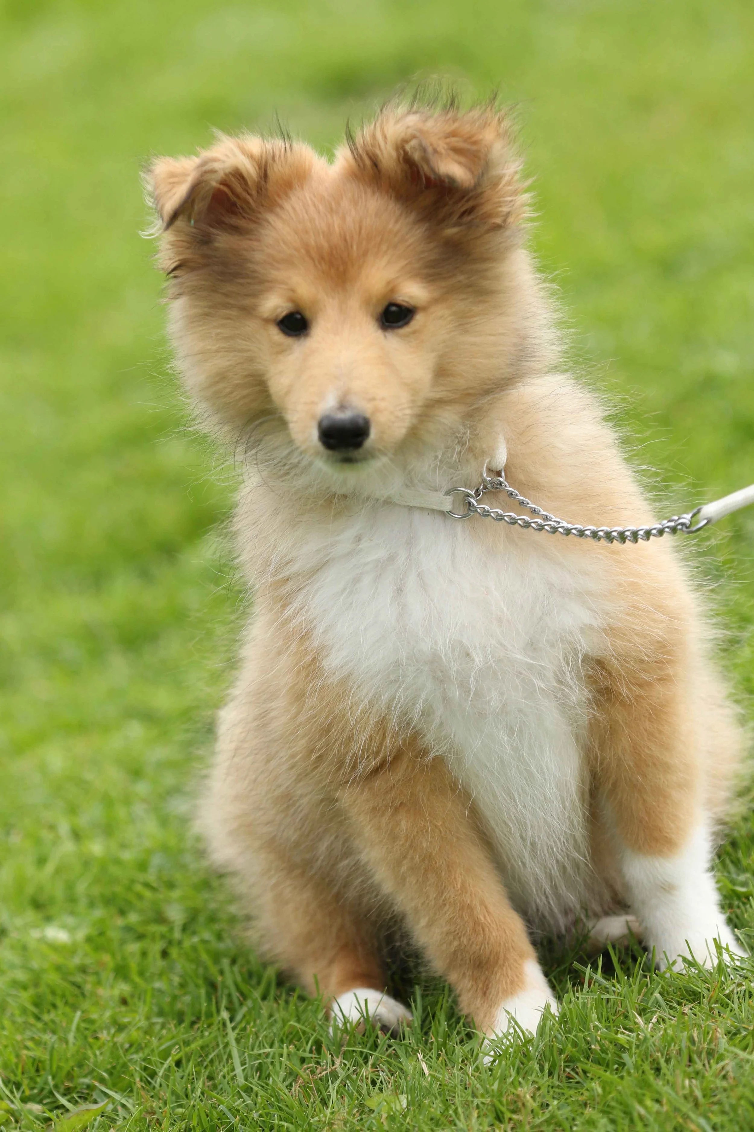 North Sheltie's Simply Unique — Chesslike