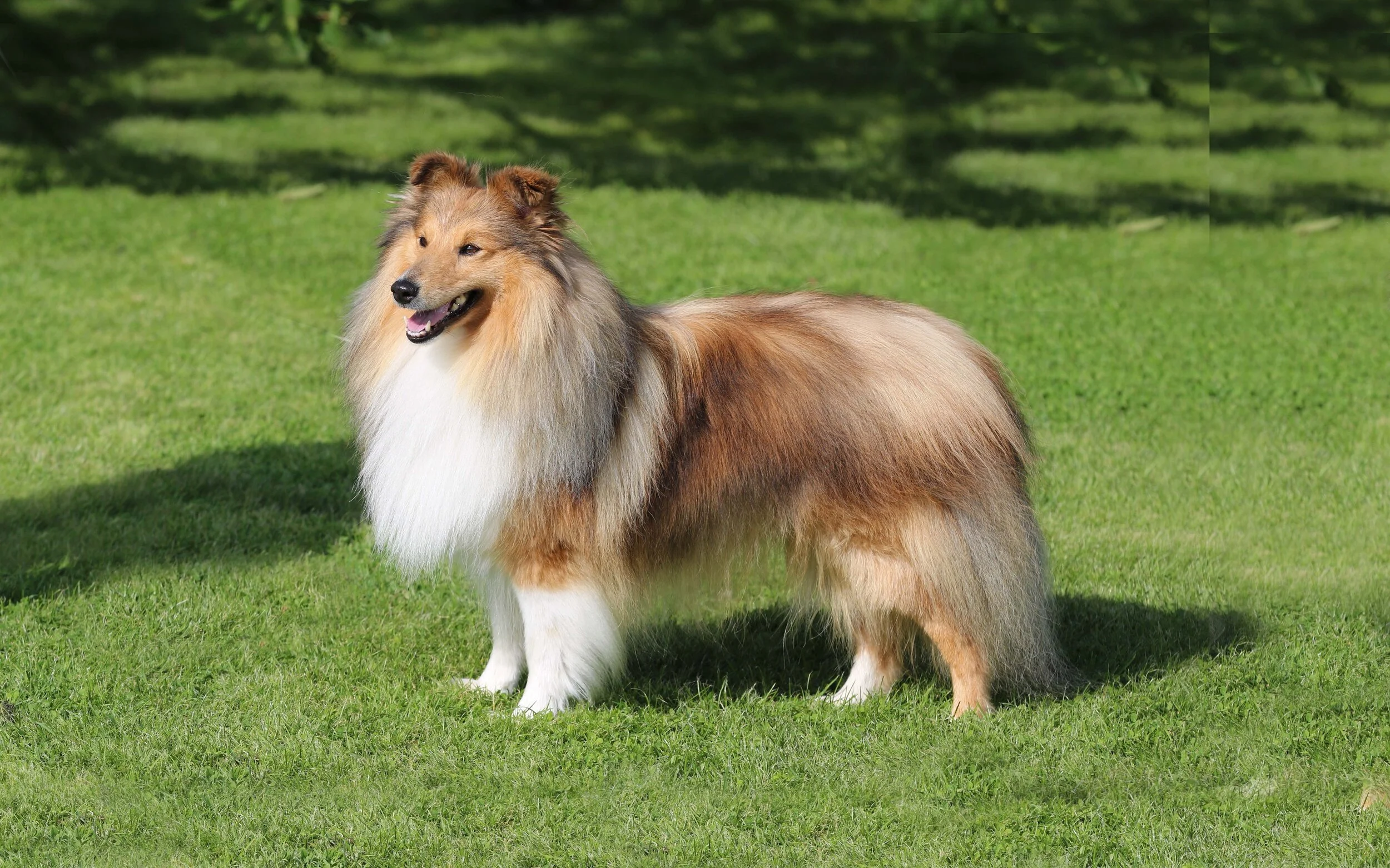 Chesslike Magic Mercury banner.jpg