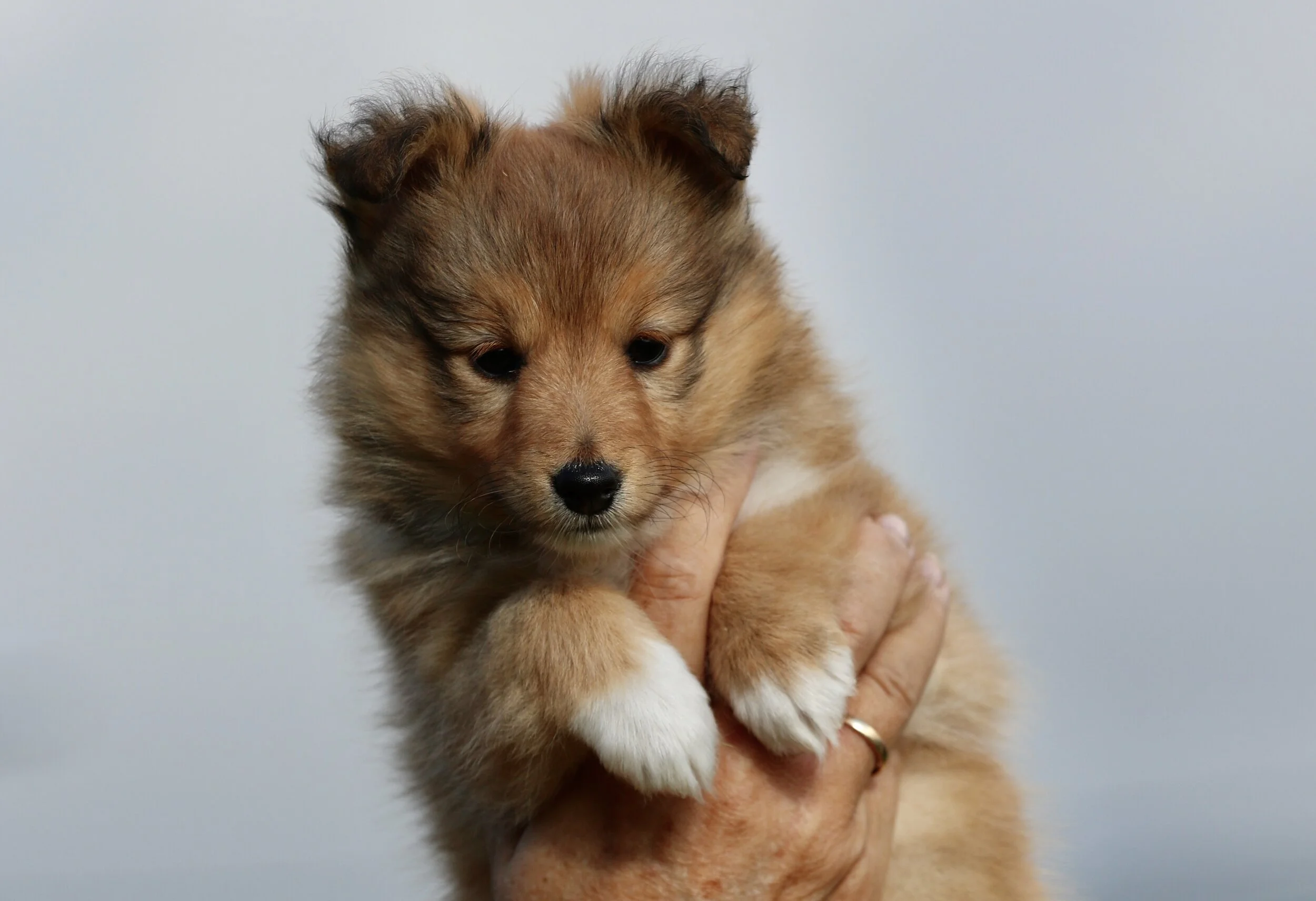 Chesslike Radiance 6w.jpeg