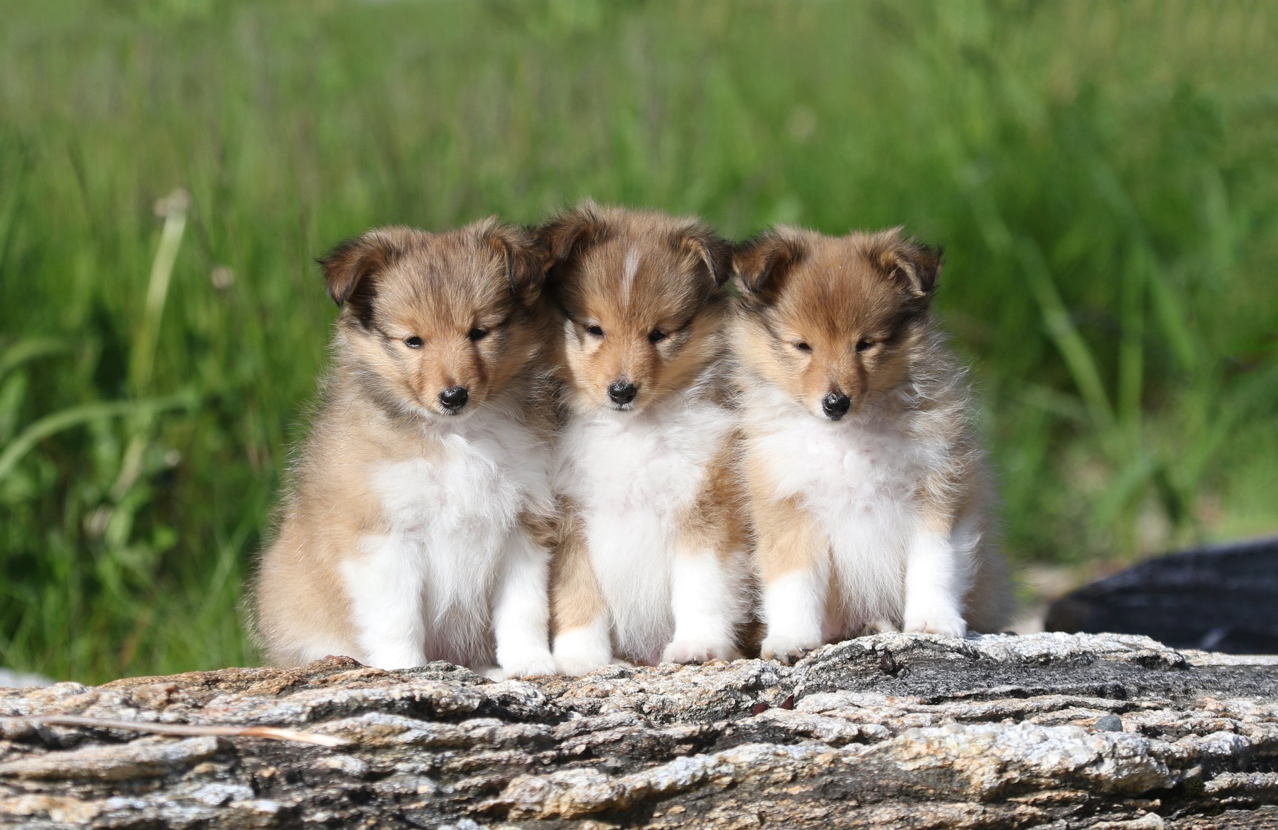 Chesslike S litter banner.jpeg