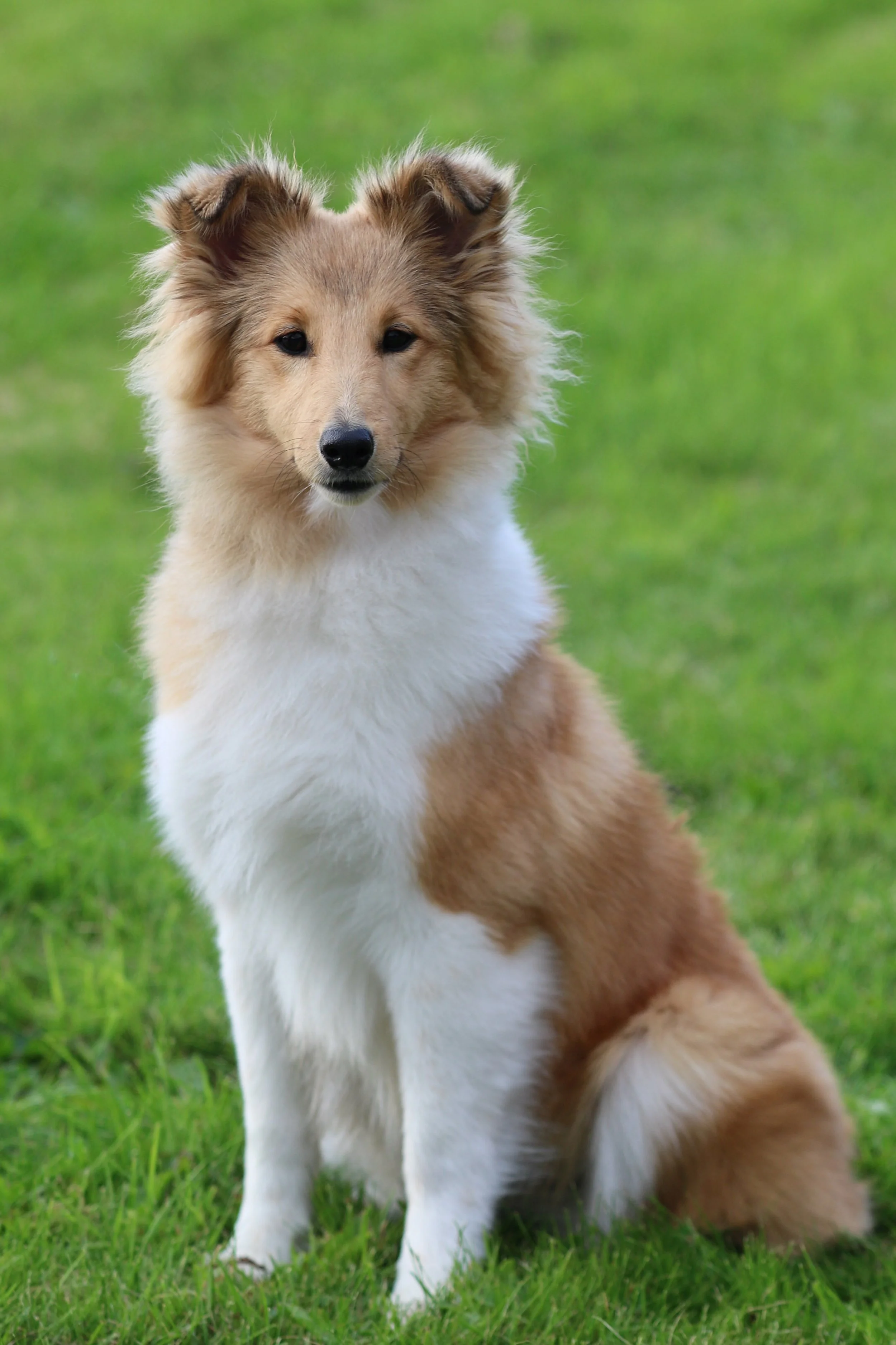 Chesslike Utopia 7 months 05.jpeg