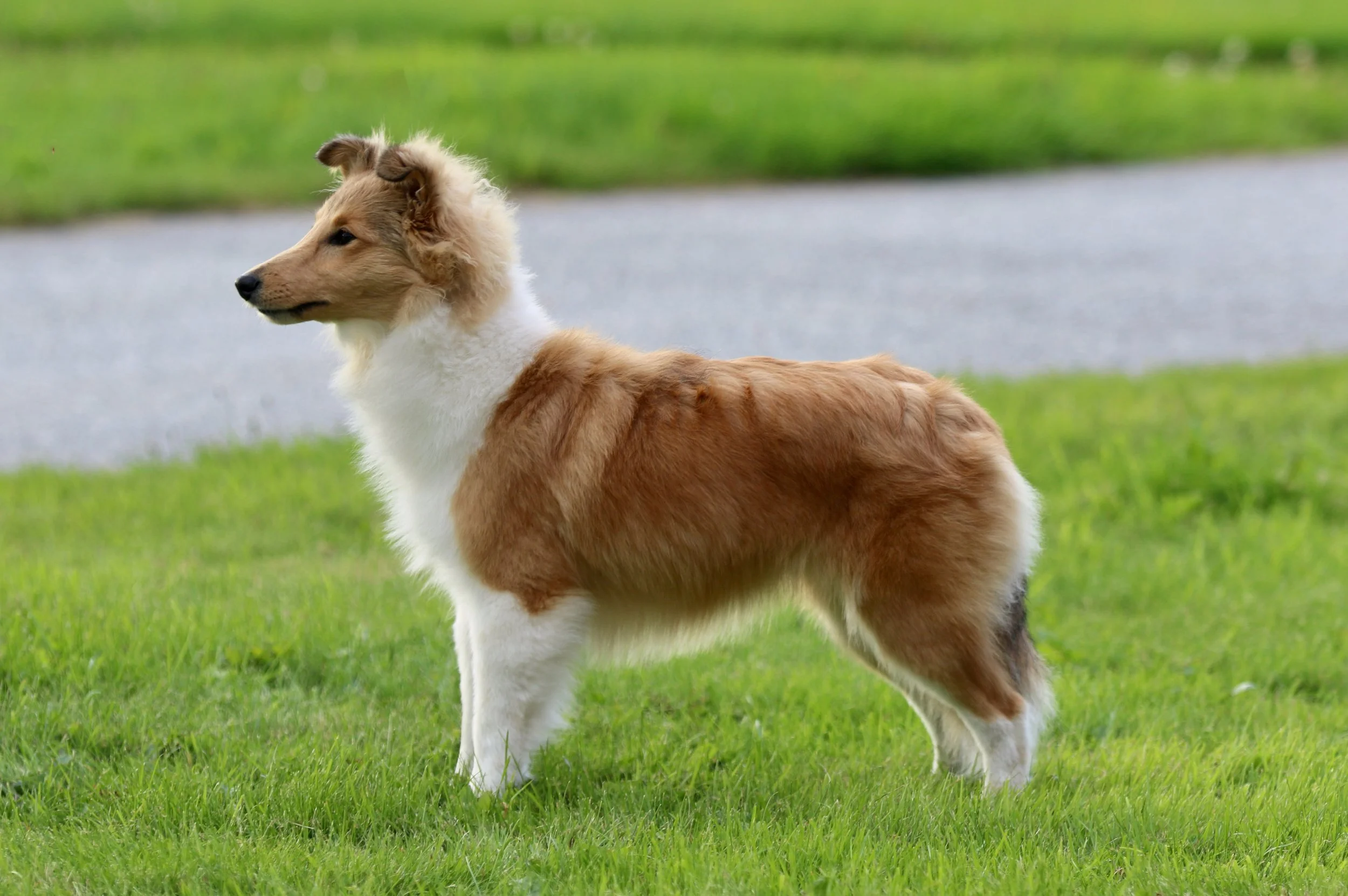 Chesslike Utopia 7 months 04.jpeg