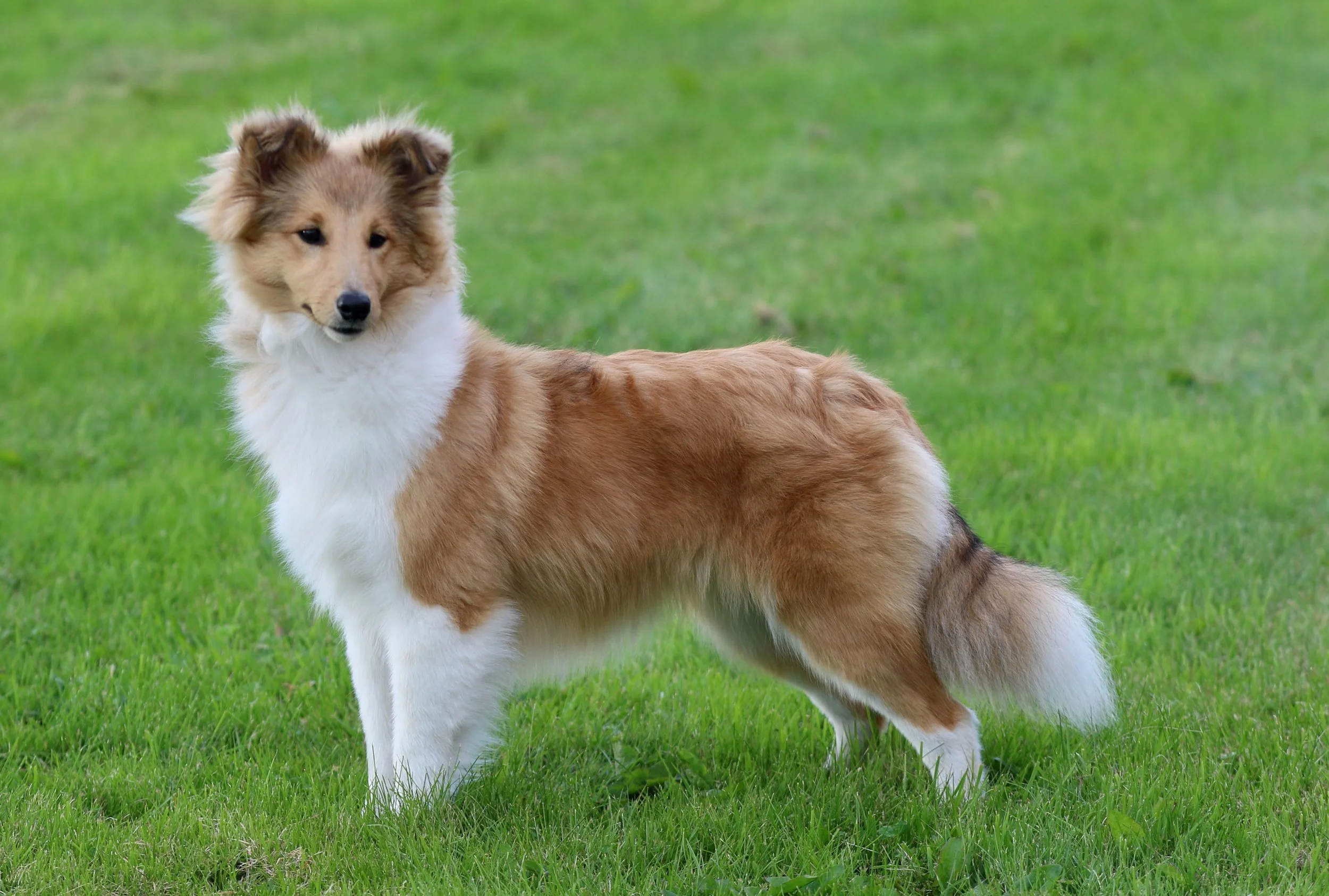 Chesslike Utopia 7 months 03.jpeg