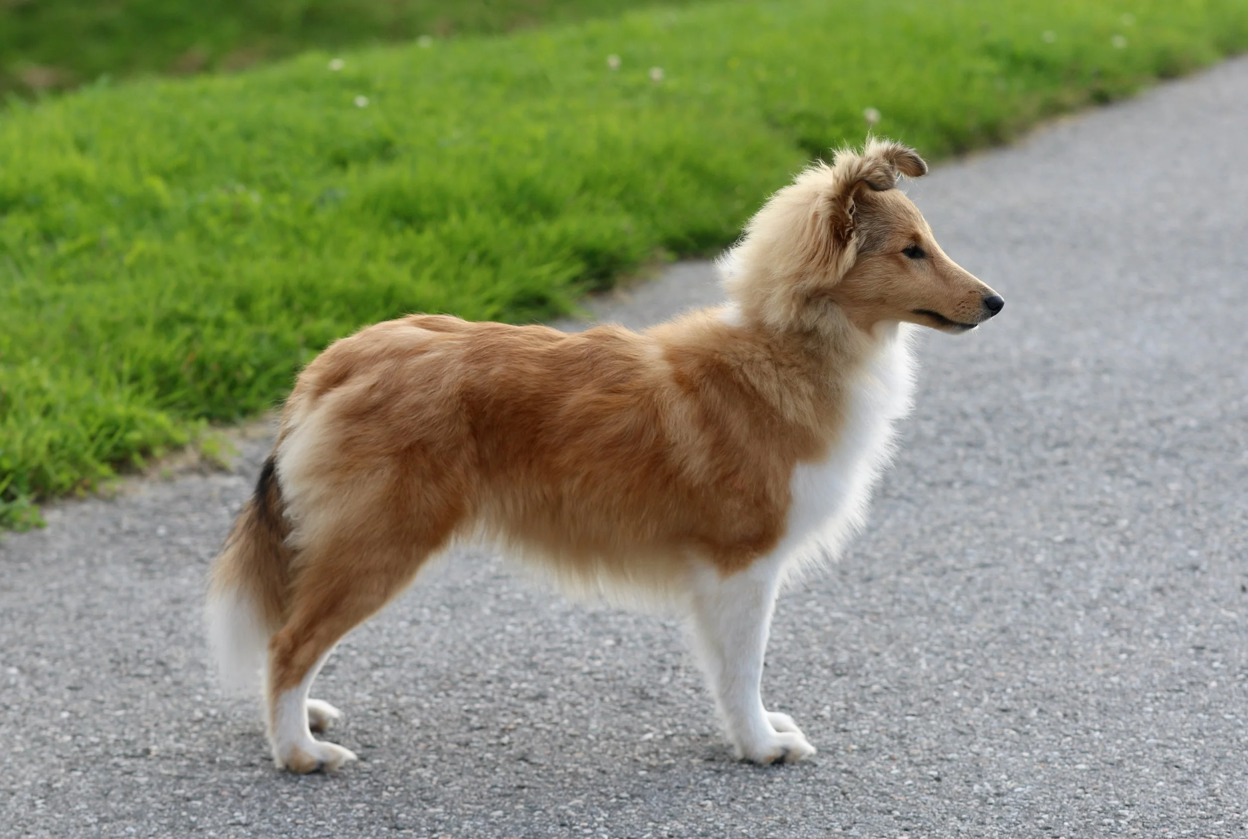 Chesslike Utopia 7 months 01.jpeg