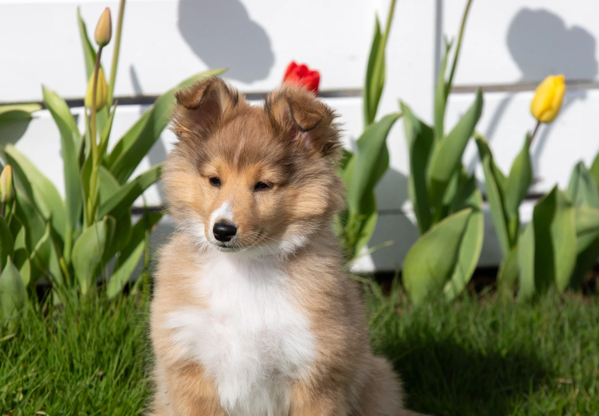 Hasimo's On My Mind 01.jpg