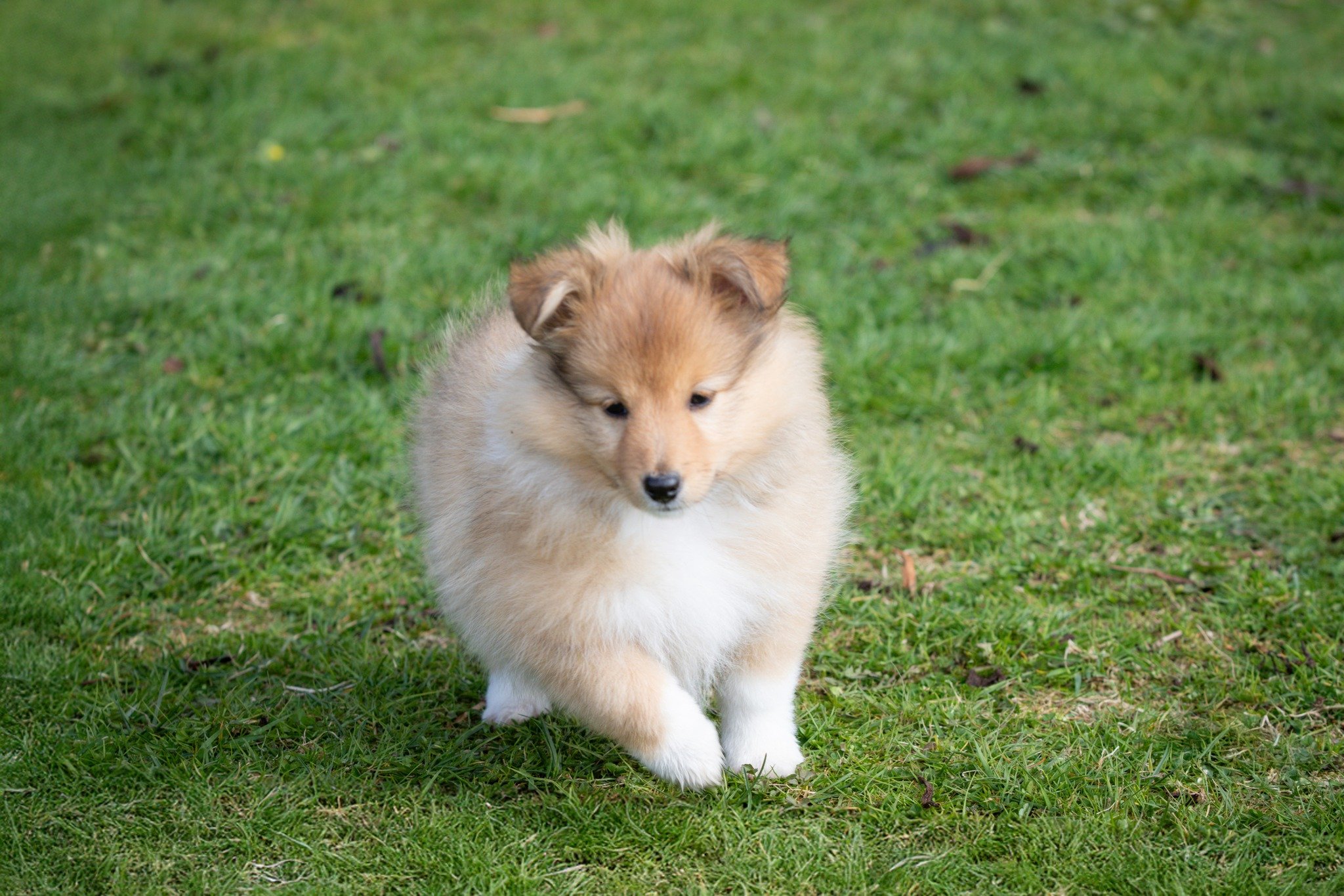 Chesslike Dynamics 7 weeks 04.jpg