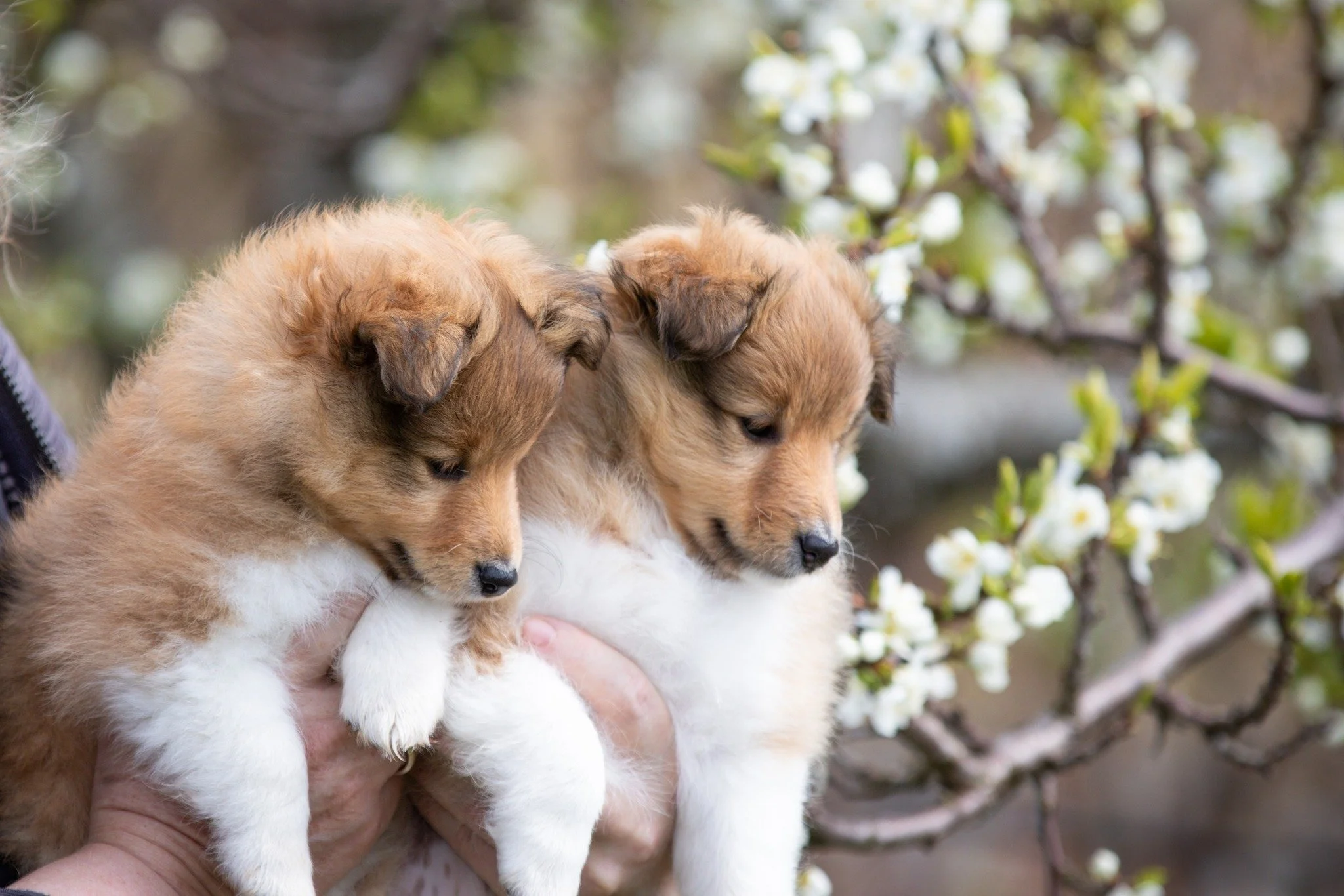 Chesslike E litter 6 weeks 01.jpg