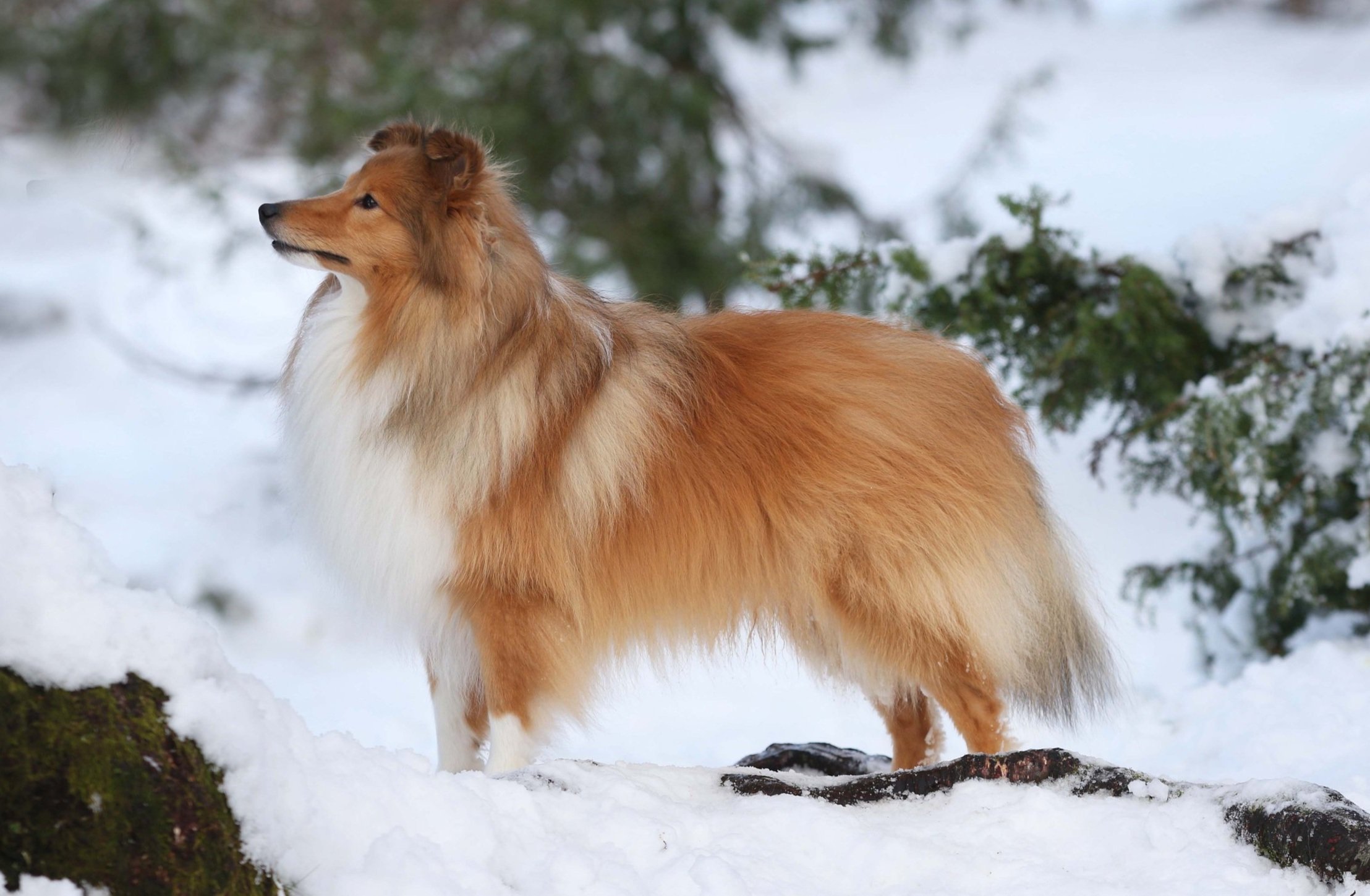 Chesslike Prototype 2y 04.jpg