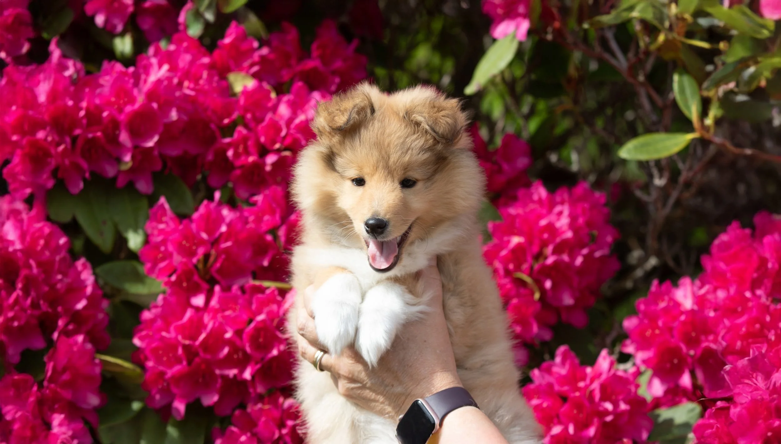 Chesslike Balance 8w banner.jpg