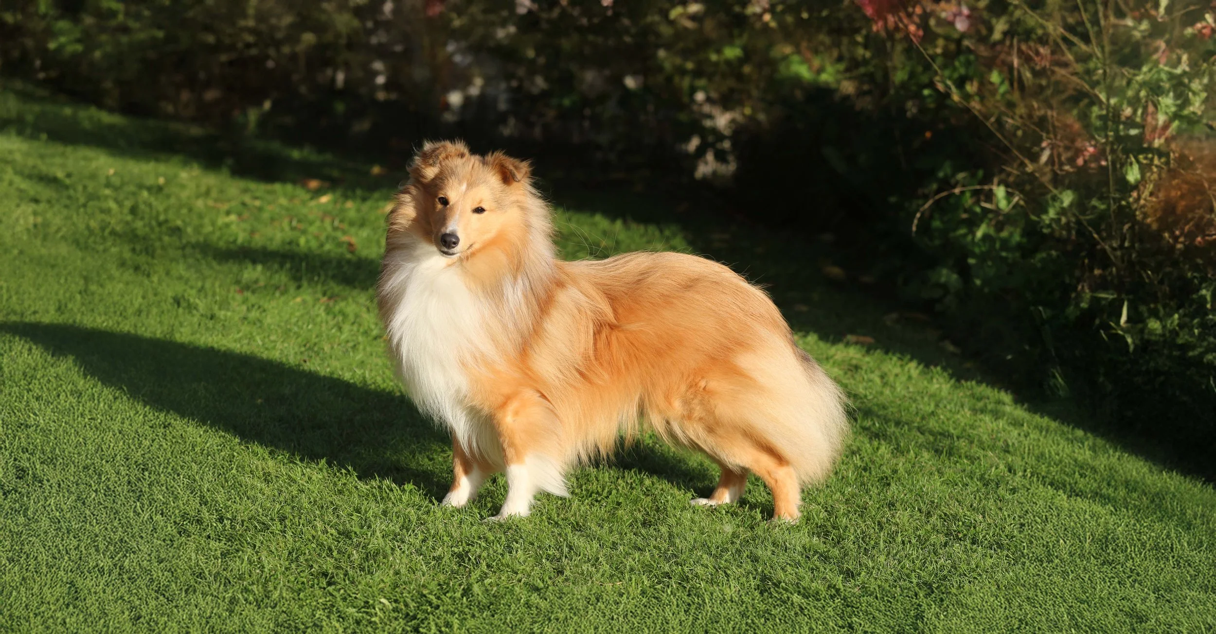 Stylelight Ringer Boy 01.jpg