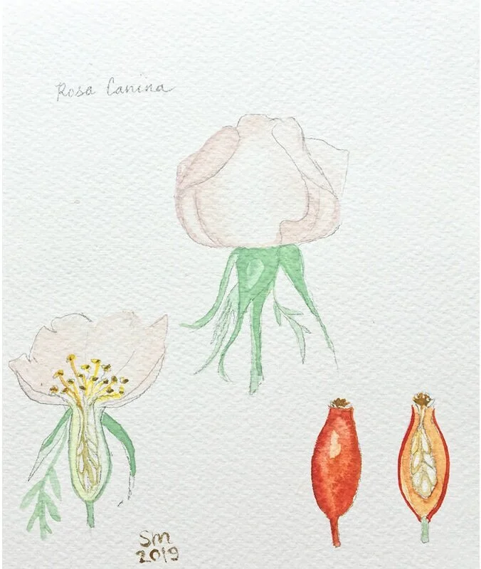 Watercolor Paintings