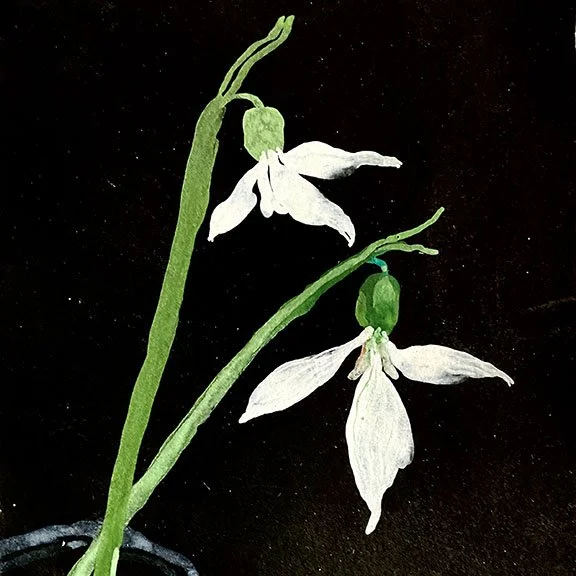 Deb new new snowdrops-deb-ldba.jpg