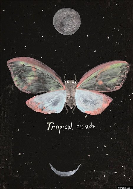 Deb new night cicada-800-web.jpeg