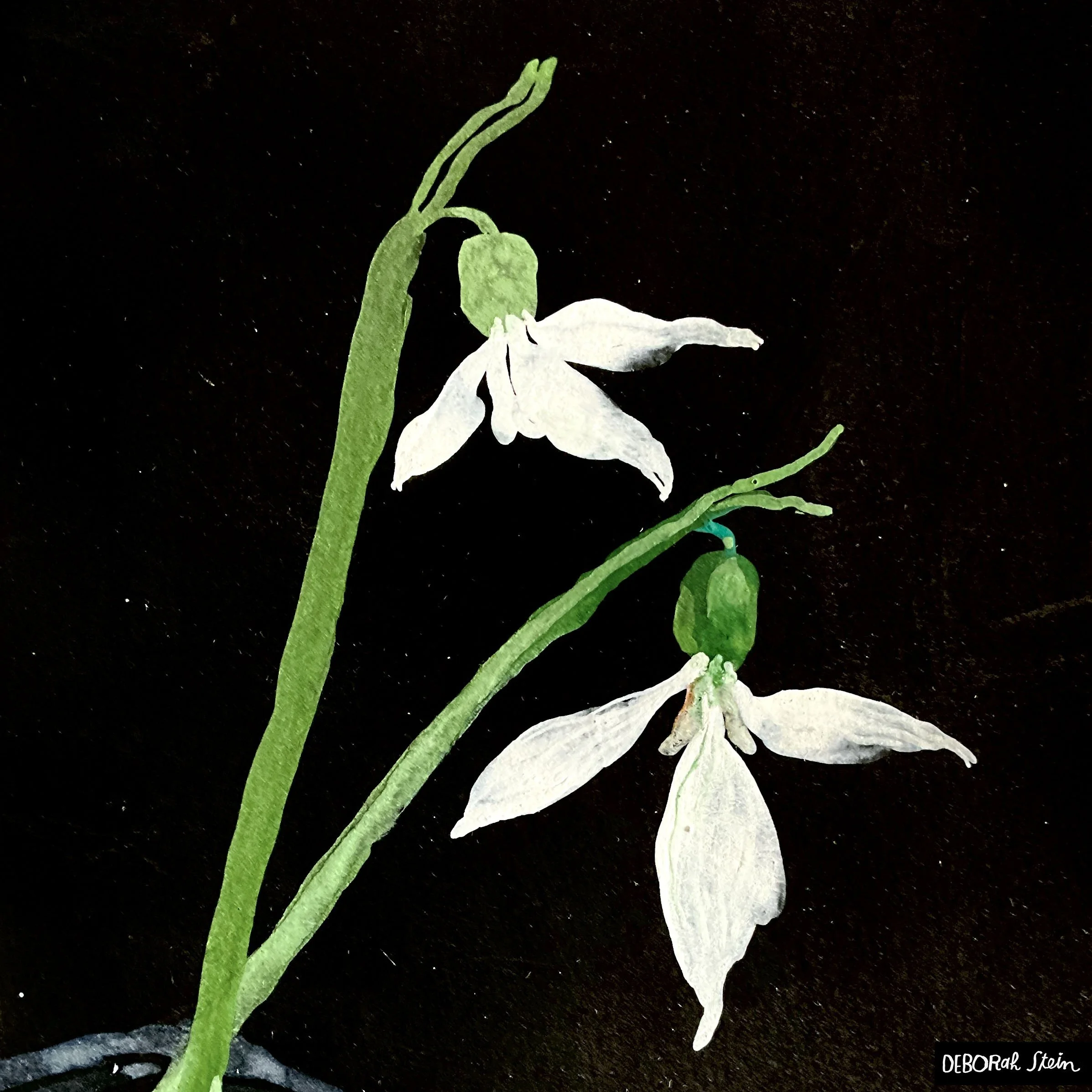 snowdrops-Deborah-Stein.jpg