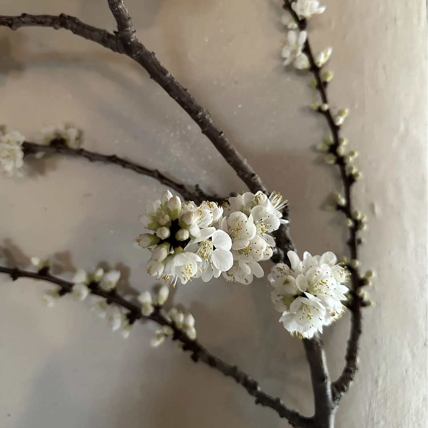 apricot blossom.jpg