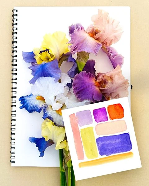Ana iriscolors.JPG