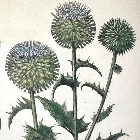 Deb march 1 dandelions.jpeg